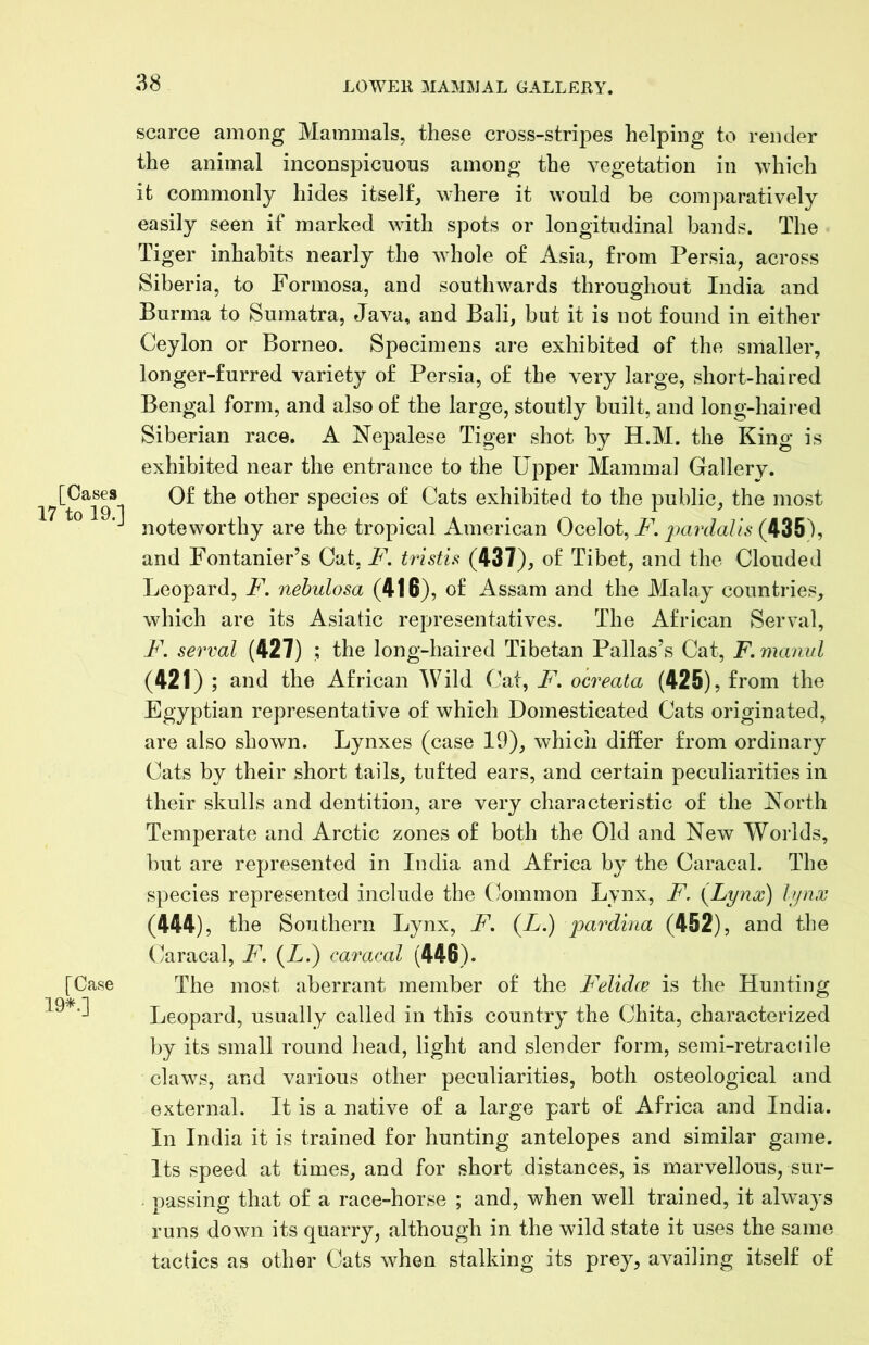 [Cases 17 to 19.] [Case 19*.] scarce among Mammals, these cross-stripes helping to render the animal inconspicuous among the vegetation in which it commonly hides itself, where it would be comparatively easily seen if marked with spots or longitudinal bands. The Tiger inhabits nearly the whole of Asia, from Persia, across Siberia, to Formosa, and southwards throughout India and Burma to Sumatra, Java, and Bali, but it is not found in either Ceylon or Borneo. Specimens are exhibited of the smaller, longer-furred variety of Persia, of the very large, short-haired Bengal form, and also of the large, stoutly built, and long-haii-ed Siberian race. A Nepalese Tiger shot by H.M. the King is exhibited near the entrance to the Upper Mamma] Gallery. Of the other species of Cats exhibited to the public, the most noteworthy are the tropical American Ocelot, F. pardalis (435), and Fontanier’s Cat, F. tristis: (437), of Tibet, and the Clouded l^eopard, F. nehulosa (416), of Assam and the Malay countries, which are its Asiatic representatives. The African Serval, F. serval (427) ; the long-haired Tibetan Pallas’s Cat, F. manul (421) ; and the African ^Vild Cat, F. ocreata (425) , from the Egyptian representative of which Domesticated Cats originated, are also shown. Lynxes (case 19), which difEer from ordinary Cats by their short tails, tufted ears, and certain peculiarities in their skulls and dentition, are very characteristic of the North Temperate and Arctic zones of both the Old and New Worlds, but are represented in India and Africa by the Caracal. The species represented include the (Jommon Lynx, F, (^Lynx) hjnx (444), the Southern Lynx, F. (L.) pardina (452), and the ('aracal, F. (Z.) caracal (446). The most aberrant member of the Felidce is the Hunting Leopard, usually called in this country the Chita, characterized by its small round head, light and slender form, semi-retractile claws, and various other peculiarities, both osteological and external. It is a native of a large part of Africa and India. In India it is trained for hunting antelopes and similar game. Its speed at times, and for short distances, is marvellous, sur- passing that of a race-horse ; and, when well trained, it ahvays runs down its quarry, although in the wild state it uses the same tactics as other Cats when stalking its prey, availing itself of