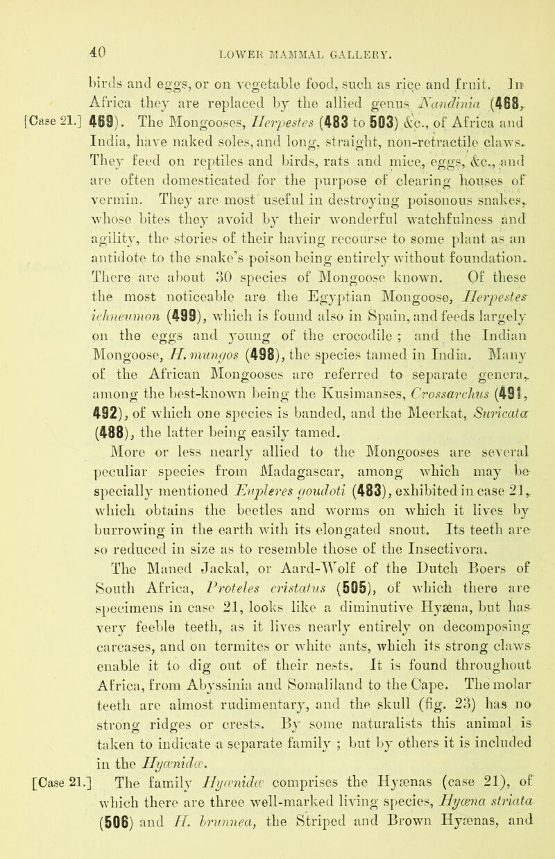 birds and eggs, or on A'ogetable food, such as rice and £rnit. I n Africa they are replaced by the allied genus, JS\incTima (468. [Cage 21.] 4B9). The Mongooses, IJerpestes (483 to 503) _&c., of Africa and India, have naked soles, and long, straight, non-retractile claws.- They feed on reptiles and birds, rats and mice, eggs, &c.,-and arc often domesticated for the purpose of clearing houses of vermin. They are most useful in destroying poisonous snakes,, whose bites they avoid by their wonderful watchfulness and agility, the stories of their having recourse to some plant as an antidote to the snake’s poison being entirely without foundation. There are about 30 species of Mongoose known. Of these the most noticeable are the Egyptian Mongoose, Ilerpcstes ielinenmon (499), which is found also in Spain, and feeds largely on the eggs and young of the crocodile ; and the Indian Mongoose, II. mangos (498) , the species tamed in India. Many of the African Mongooses are referred to separate genei-fi,. among the best-known being the Kusimanses, Crossarclius (491, 492), of which one species is banded, and the Meerkat, Simcata (488), the latter being easily tamed. More or less nearly allied to the Mongooses are several peculiar species from Madagascar, among which may be specially mentioned Eupleves goadoti (483), exhibited in case 21,. which obtains the beetles and worms on which it lives by burrowing in the earth with its elongated snout. Its teeth are so reduced in size as to resemble those of the Insectivora. The Maned Jackal, or Aard-Wolf of the Dutch Boers of South Africa, Froteles cristafas (505), of which there are specimens in case 21, looks like a diminutive Hyaena, but has very feeble teeth, as it lives nearly entirely on decomposing carcases, and on termites or white ants, which its strong claws enable it to dig out of their nests. It is found throughout Africa, from Abyssinia and Somaliland to the Cape. The molar teeth are almost rudimentary, and the skull (fig. 23) has no strong ridges or crests. By some naturalists this animal is taken to indicate a separate family ; but by others it is included in the Ilycvnulce. [Case 21.] The family Ilgcmidce comprises the Hysenas (case 21), of w'hich there are three well-marked living species, Ilycena striata (506) and IL hrinmea, the Striped and Brown Hyaenas, and