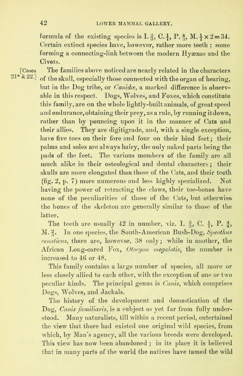 [Cases 21* & 22.] formula of the existing species is I.C.t? M.-^x2 = 34. Certain extinct species have, liowever, rather more teeth ; some forming a connecting-link between the modern Hyaenas and the Civets. The families above noticed are nearly related in the characters of the skull, especially those connected with the organ of hearing, but in the Dog tribe, or Canidce^ a marked difference is observ- able in this respect. Dogs, Wolves, and Foxes, which constitute this family, are on the whole lightly-built animals, of great speed and endurance, obtaining their prey, as a rule, by running it down, rather than by pouncing upon it in the manner of Cats and their allies. They are digitigrade, and, with a single exception, have five toes on their fore and four on their hind feet; their palms and soles are always hairy, the only naked parts being the pads of the feet. The various members of the family are all much alike in their osteological and dental characters; their skulls are more elongated than those of the Cats, and their teeth (fig. 2, p. 7) more numerous and less highly specialized. Not having the power of retracting the claws, their toe-bones have none of the peculiarities of those of the Cats, but otherwise- the bones of the skeleton are generally similar to those of the latter. The teeth are usually 42 in number, viz. I. |, C. P. M. |. In one species, the South-American Bush-Dog, Speothus venaticus^ there are, however, 38 only; while in another, the African Long-eared Fox, Otocijon megalotis, the number is increased to 46 or 48. This family contains a large number of species, all more or less closely allied to each other, with the exception of one or two peculiar kinds. The principal genus is Canis, which comprises Dogs, Wolves, and Jackals. The history of the development and domestication of the Dog, Canis familiaris, is a subject as yet far from fully under- stood. Many naturalists, till within a recent period, entertained the view that there had existed one original wild species, from which, by Man’s agency, all the various breeds were developed. This view has now been abandoned ; in its place it is believed that in many parts of the world the natives have tamed the wild