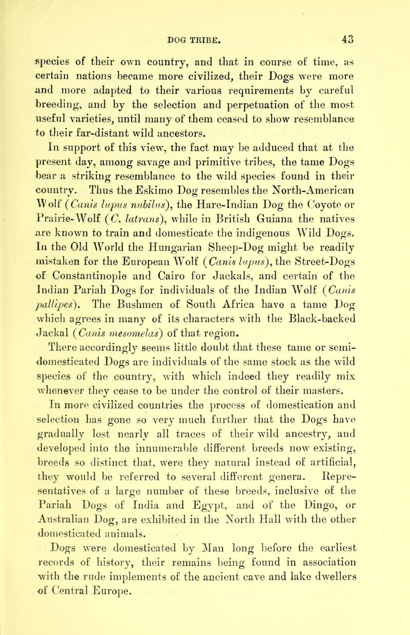 species of their own country, and that in course of time, as certain nations became more civilized, their Dogs were more und more adapted to their various requirements by careful breeding, and by the selection and perpetuation of the most useful varieties, until many of them ceased to show resemblance to their far-distant wild ancestors. Ill support of this view, the fact may be adduced that at the present day, among savage and primitive tribes, the tame Dogs bear a striking resemblance to the wild species found in their countrv. Thus the Eskimo Do«: resembles the jSTorth-American Wolf (Cams lupus nuhilus'), the Hare-Indian Dog the Coyote or Prairie-Wolf (C. latraiis), while in British Guiana the natives ure known to train and domesticate tlie indio’enous Wild Dogs. In the Old World the Hungarian Sheep-Dog might be readily mistaken for the European Wolf (Canis lupus^^ the Street-Dogs of Constantinople and Cairo for Jackals, and certain of the Indian Pariah Dogs for individuals of the Indian Wolf (Canis pallipes'). The Bushmen of South Africa have a tame Dog which agrees in many of its characters with the Black-backed Jackal (Canis rnesomelas) of that region. There accordingly seems little doubt that these tame or semi- domesticated Dogs are individuals of the same stock as the wild species of the country, with which indeed they readily mix whenever they cease to be under the control of their masters. In more civilized countries the process of domestication and selection has gone so very much further that the Dogs have gradually lost nearly all traces of their wild ancestry, and developed into the innumerable different breeds now existing, breeds so distinct that, were they natural instead of artificial, they would be referred to several different genera. Repre- sentatives of a large number of these breeds, inclusive of the Pariah Dogs of India and Egypt, and of the Dingo, or Australian Dog, are exhibited in the North Hall with the other domesticated animals. Dogs were domesticated by Man long before the earliest records of history, their remains being found in association with the rude implements of the ancient cave and lake dwellers of Central Europe.