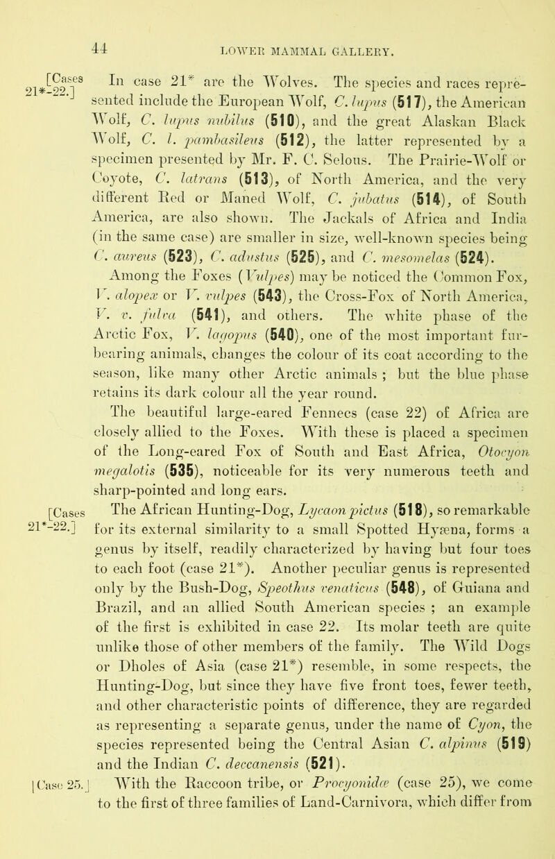 In case 21^ are the Wolves. The species and races repre- sented include the European Wolf, C. lupus (517), the American Wolf, C. lupus nuUlus (510), and the great Alaskan Black A\ ol£, C. 1. pamhasileus (512), the latter represented by a specimen presented by Mr. F. C. Selous. The Prairie-Wolf or Coyote, C. latrans (513), of North America, and the very difterent Red or Maned Wolf, C. juhatus (514), of South America, are also shown. The Jackals of Africa and India (in the same case) are smaller in size, well-known species being C'. aureus (523), C. adustus (525), and C. mesomelas (524). Among the Foxes {^UlI2>es) maybe noticed the (,/ommonFox, I . alopex or V. indices (543), the Cross-Fox of North America, V. V. fulca (541), and others. The white phase of the Arctic Fox, V, Iapo]ius (540), one of the most important fur- bearing animals, changes the colour of its coat according to the season, like many other Arctic animals ; but the blue phase retains its dark colour all the year round. The beautiful large-eared Fennecs (case 22) of Africa are closely allied to the Foxes. With these is placed a specimen of the Long-eared Fox of South and East Africa, Otocyon megalotis (535), noticeable for its very numerous teeth and sharp-pointed and long ears. The African Hunting-Dog, Lycaon pictus (518), so remarkable for its external similarity^ to a small Spotted Hy?eua, forms a genus by itself, readily characterized by having but four toes to each foot (case 21^). Another peculiar genus is represented only by the Bush-Dog, Speothus venaticus (548), of Guiana and Brazil, and an allied South American species ; an example of the first is exhibited in case 22. Its molar teeth are quite unlike those of other members of the family. The Wild Dogs or Dholes of Asia (case 21*) resemble, in some respects, the Hunting-Dog, but since they have five front toes, fewer teeth, and other characteristic points of difference, they are regarded as representing a separate genus, under the name of Cyon, the species represented being the Central Asian C. alpinus (519) and the Indian C, deccaiiensis (521). J With the Raccoon tribe, or Procyonidce (case 25), we come to the first of three families of Land-Carnivora, which differ from