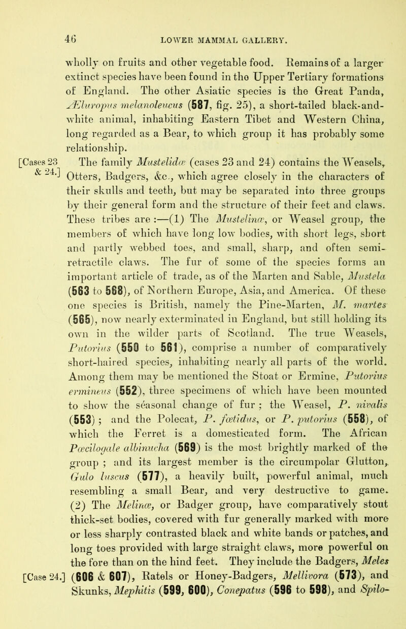 wholly on fruits and other vegetable food. Remains of a larger extinct species have been found in the Upper Tertiary formations of England. The other Asiatic species is the Great Panda, yElvroims melanoleucus (587, fig. 25), a short-tailed black-and- white animal, inhabiting Eastern Tibet and Western China, long regarded as a Bear, to which group it has probably some relationship. [Cases 23 The family Mustelidm (cases 23 and 24) contains the Weasels, Badgers, &c., which agree closely in the characters of their skulls and teeth, but may be separated into three groups by their general form and the structure of their feet and claws. These tribes are :—(1) The Mustelincc, or Weasel group, the members ol which have long low bodies, with short legs, short and partly webbed toes, and small, sharp, and often semi- retractile claws. The fur of some of the species forms an important article of trade, as of the Marten and Sable, AJiistela (563 to 568), of Northern Europe, Asia, and America. Of these one species is British, namely the Pine-Marten, M. martes (565), now nearly exterminated in England, but still holding its own in the wilder parts of Scotland. The true Weasels, Piitorius (550 to 561 ), comprise a number of comparatively short-haired species, inhabiting nearly all parts of the world. Among them may be mentioned the Stoat or Ermine, Putoidus ermineus (552), three specimens of which have been mounted to show the seasonal change of fur ; the Weasel, P. nivalis (553) ; and the Polecat, P. fcetidus^ or P. imtorius (558), of which the Ferret is a domesticated form. The African Pcecilogale albinuclia (569) is the most brightly marked of the group ; and its largest member is the circumpolar Glutton,, Gulo luscus (577), a heavily built, powerful animal, much resembling a small Bear, and very destructive to game. (2) The Melince, or Badger group, have comparatively stout thick-set bodies, covered with fur generally marked with more or less sharply contrasted black and white bands or patches, and long toes provided with large straight claws, more powerful on the fore than on the hind feet. They include the Badgers, Meles [Case 24.] (606 & 607)9 Ratels or Honey-Badgers, Mellivora (573), and Skunks, Mephitis (599, 600), Conepatus (596 to 598), and Spilo-^
