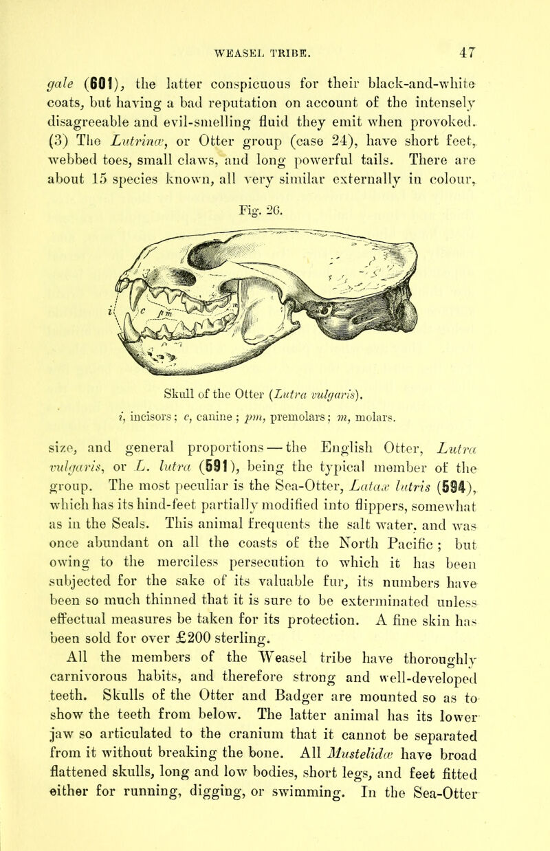 gale (601); the latter conspicuous for their black-and-white coats^ but having a bad reputation on account of the intensely disagreeable and evil-smelling fluid they emit when provoked. (3) The Lutrina^, or Otter group (case 24), have short feet, Avebbed toes, small claws, and long powerful tails. There are about 15 species known, all A'ery similar externally in colour. Fig. 2G. Skull of the Otter {Lutra vulgaris), i, incisors; c, canine ; premolars; ?n, molars. size, and general proportions — the English Otter, Lutra vulgaris^ or Ij. lutra (591), being the typical member of the group. The most peculiar is the Sea-Otter, Lataw lutris (594), which has its hind-feet partially modified into flippers, someAvhat as in the Seals. This animal frequents the salt water, and Avas once abundant on all the coasts of the North Pacific ; but OAving to the merciless persecution to which it has been subjected for the sake of its valuable fur, its numbers have been so much thinned that it is sure to be exterminated unless effectual measures be taken for its protection. A fine skin has been sold for over £200 sterling. All the members of the Weasel tribe have thoroughly carnivorous habits, and therefore strong and well-developed teeth. Skulls of the Otter and Badger are mounted so as to show the teeth from below. The latter animal has its lower jaw so articulated to the cranium that it cannot be separated from it Avithout breaking the bone. All Mustelidce have broad flattened skulls, long and Ioav bodies, short legs, and feet fitted either for running, digging, or swimming. In the Sea-Otter