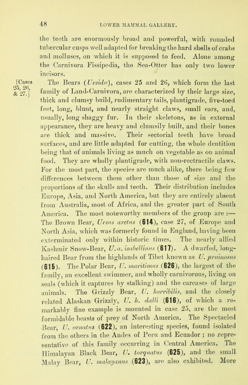 [Cases 26, 26, & 27.] the teeth are enormously broad and powerful, with rounded tubercular cusps well adapted for breaking the hard shells of crabs and molluscs, on which it is supposed to feed. Alone among the Carnivora Fissipedia, the Sea-Otter has only two lower incisors. The Bears (^Ursula;)^ cases 25 and 2(>, which form the last family of Land-Carnivora, are characterized by their large size, thick and clumsy build, rudimentary tails, plantigrade, five-toed feet, long, blunt, and nearly straight claws, small ears, and, usually, long shaggy fur. In their skeletons, as in external appearance, they are heavy and clumsily built, and their bones are thick and massive. Their sectorial teeth have broad surfaces, and are little adapted for cutting, the whole dentition being that of animals living as much on vegetable as on animal food. They are wholly plantigrade, with non-rectractile claws. For the most part, the species are much alike, there being few differences between them other than those of size and the proportions of the skulls and teeth. Their distribution includes Europe, Asia, and North America, but they are entirely absent from Australia, most of Africa, and the greater part of South America. The most noteworthy members of the group are :— The Brown Bear, Ursus arctus (614), case 27, of Europe and North Asia, which was formerly found in England, having been exterminated only within historic times. The nearly allied Kashmir Snow-Bear, U. a. isabellinus (617). A dwarfed, long- haired Bear from the highlands of Tibet known as U. pruinosus (615). The Polar Bear, U. maritimus (626), the largest of the family, an excellent swimmer, and wholly carnivorous, living on seals (which it captures by stalking) and the carcases of large animals. The Grizzly Bear, 77. Jiorribilis, and the closely related Alaskan Grizzly, U. h. daUi (616), of which a re- markably fine example is mounted in case 25, are the most formidable beasts of prey of North America. The Spectacled Bear, U. ornatits (622), an interesting species, found isolated from the others in the Andes of Peru and Ecuador ; no repre- sentative of this family occurring in Central America. The Himalayan Black Bear, 77. torquatus (625), and the small Malay Bear, 77. malcujanus (623), are also exhibited. More