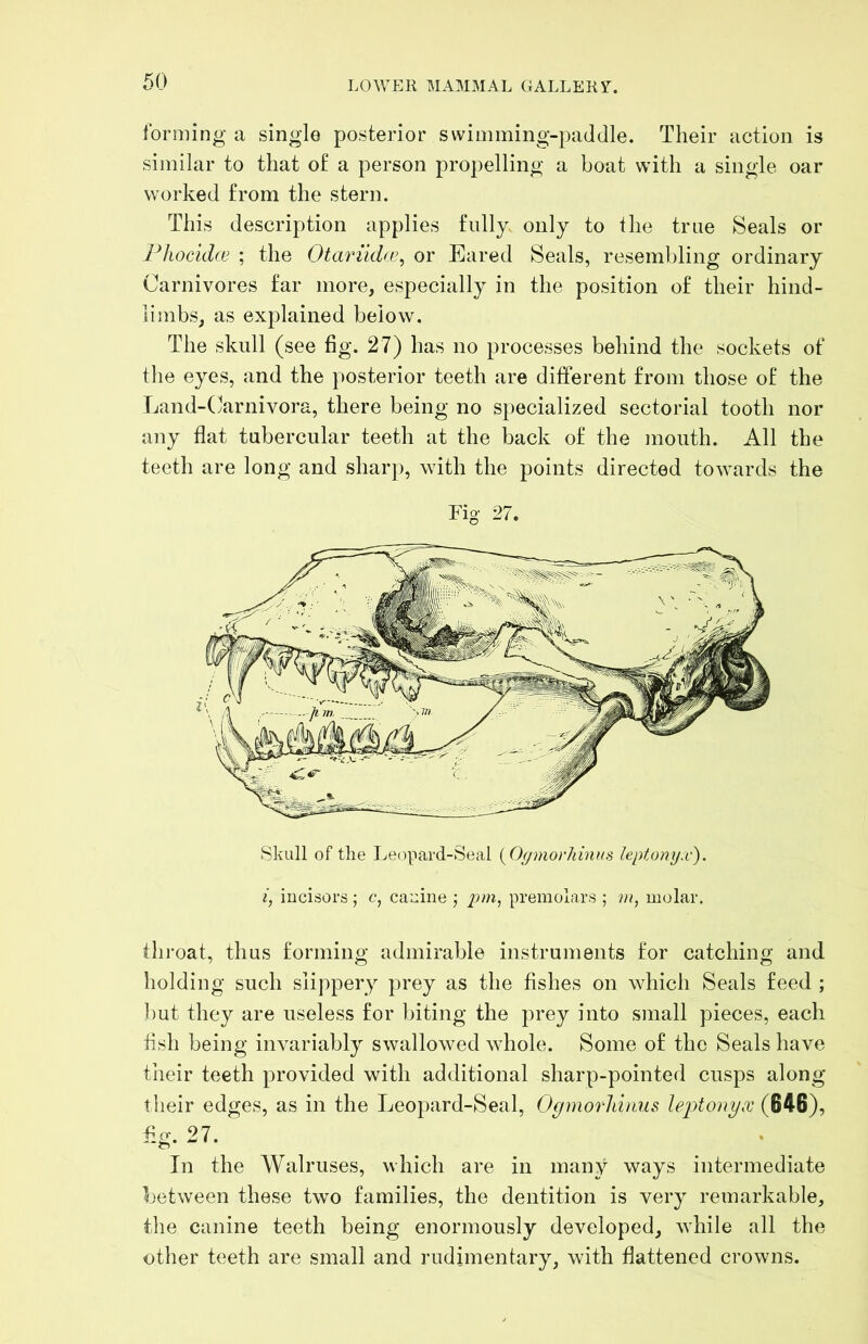 forming a single posterior swimming-paddle. Their action is similar to that of a person propelling a boat with a single oar worked from the stern. This description applies fully only to the true Seals or Phocidce ; the Otariid(8, or Eared Seals, resembling ordinary Carnivores far more, especially in the position of their hind- limbs, as explained below. The skull (see fig. 27) has no processes behind the sockets of the eyes, and the posterior teeth are different from those of the Land-(;arnivora, there being no specialized sectorial tooth nor any flat tubercular teeth at the back of the mouth. All the teeth are long and sharj), with the points directed towards the Fig 27. Skull of the Leopard-Seal [Of/mor/miKs leptomjx'). i, incisors ; c, canine j pm, premolars ; m, molar. throat, thus forming admirable instruments for catching and holding such slippery prey as the fishes on which Seals feed ; but they are useless for biting the prey into small pieces, each fish being invariably swallowed whole. Some of the Seals have their teeth provided with additional sharp-pointed cusps along their edges, as in the Leopard-Seal, Ogmorldnus leptonyx (646), fig. 27. _ _ . _ In the Walruses, which are in many ways intermediate between these two families, the dentition is very remarkable, the canine teeth being enormously developed, while all the other teeth are small and rudimentary, with flattened crowns.
