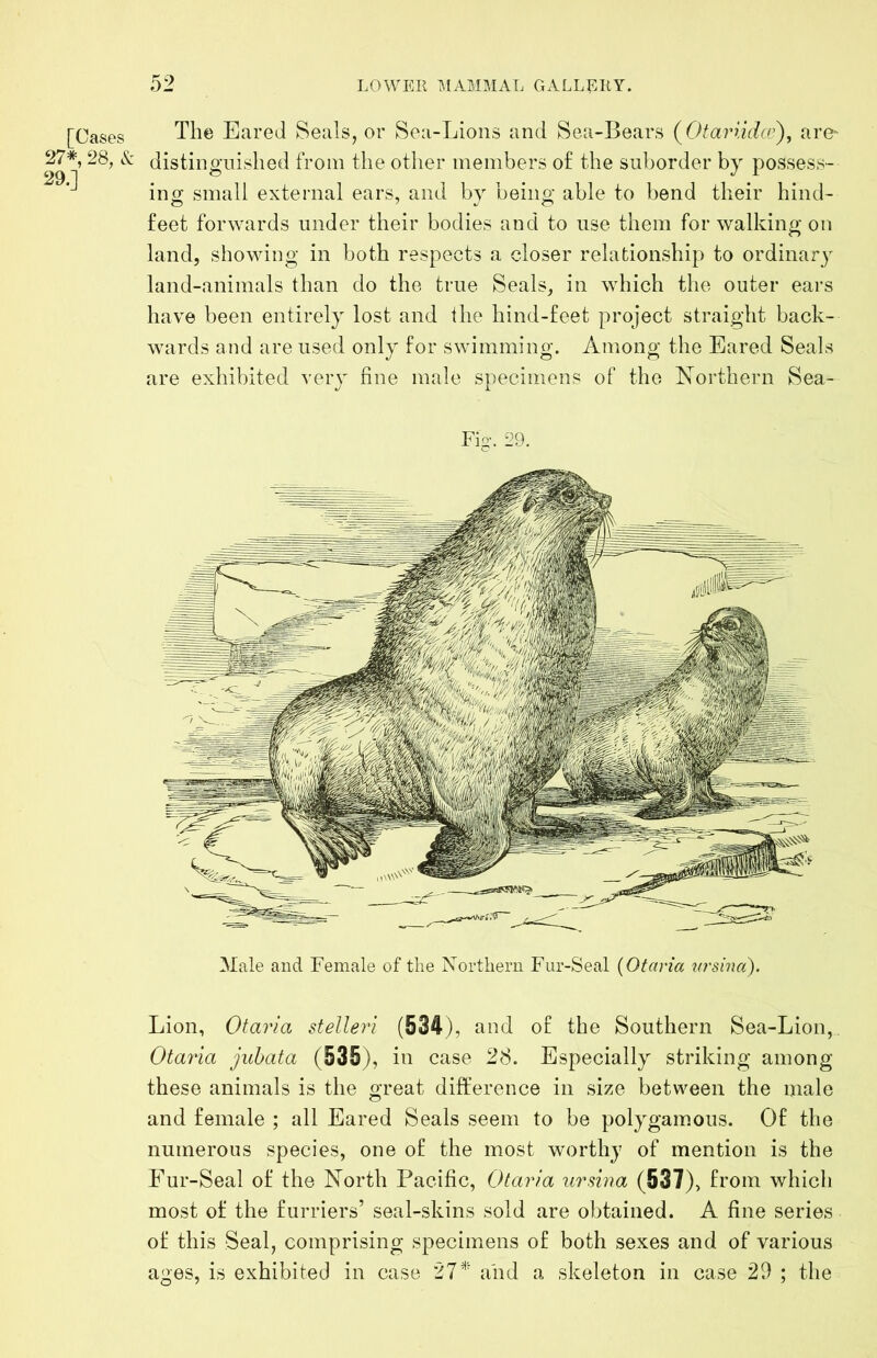 [Cases 27*, 28, & 29.] The Eared Seals, or Sea-Lions and Sea-Bears (Otariid(e), are- distinguished from the otlier members of the suborder by possess- ing small external ears, and by being able to bend their hind- feet forwards under their bodies and to use them for walking on land, showing in both respects a closer relationship to ordinary land-animals than do the true Seals, in which the outer ears have been entirely lost and the hind-feet project straight back- wards and are used only for swimming. Among the Eared Seals are exhibited very fine male specimens of the Northern Sea- Fig-. 29. Male and Female of the Northern Fur-Seal (Ofaria ^n'sma). Lion, Otaria stelleri (534), and of the Southern Sea-Lion, Otaria juhata (535), in case 28. Especially striking among these animals is the great difference in size between the male and female ; all Eared Seals seem to be polygamous. Of the numerous species, one of the most worthy of mention is the Fur-Seal of the North Pacific, Otaria ursina (537), from which most of the furriers’ seal-skins sold are obtained. A fine series of this Seal, comprising specimens of both sexes and of various ages, is exhibited in case 27''' and a skeleton in case 29 ; the