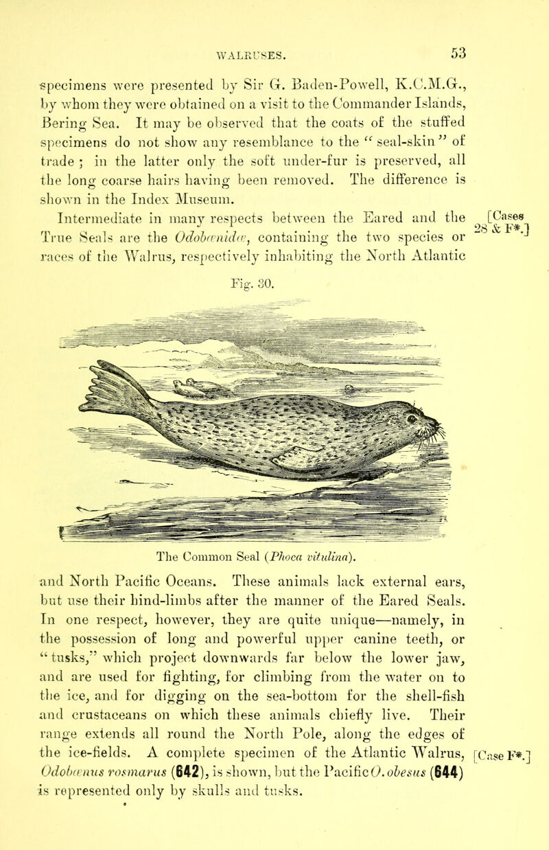 specimens were presented by Sir G. Biulen-Powell, K.G.M.G., by whom they were obtained on a visit to the Commander Islands, Bering Sea. It may be observed that the coats o£ the stuffed specimens do not show any resemblance to the ^Cseal-skin o£ trade ; in the latter only the soft imder-tur is preserved, all the lono’ coarse hairs havino- been removed. The difference is ^ O shown in the Index Museum. Intermediate in many respects between the Eared and the True Seals are the OdohfPnid(e, containing the two species or races of tlie Walrus, respectively inhabiting the North Atlantic [Cases 28 & P*.] Fig. 30. The Common Seal {Phoca vituUna). and North Pacihc Oceans. These animals lack external ears, but use their hind-limbs after the manner of the Eared Seals. In one respect, however, they are quite unique—namely, in the possession of long and powerful upper canine teeth, or ‘‘ tusks,” which project downwards far below the lower jaw, and are used for ffghting, for climbing from the water on to the ice, and for digging on the sea-bottom for the shell-fish iind crustaceans on which these animals chiefiy live. Their range extends all round the North Pole, along the edges of the ice-fields. A complete specimen of the Atlantic Walrus, [CaseFX] Odohrenus rosmarus (642), is shown, but the Pacific (644) is represented only by skulls and tusks.