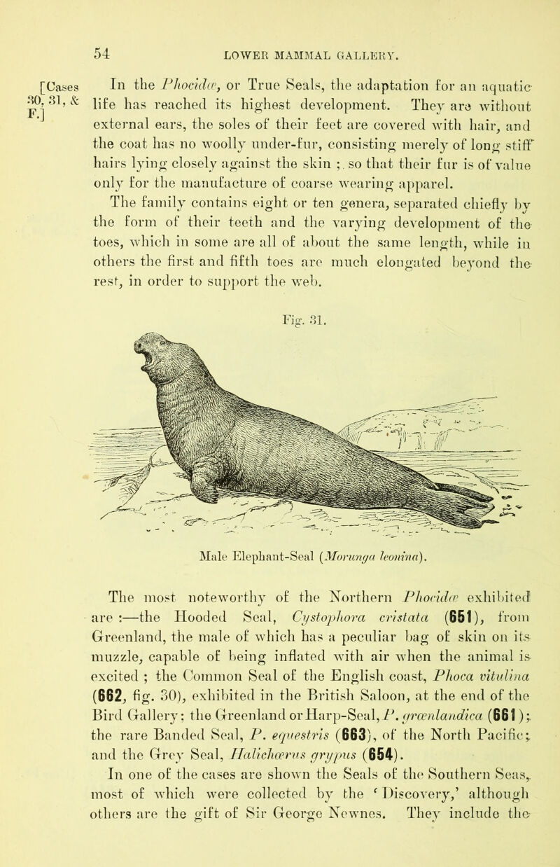 [Cases In the FhoddcVy or True Seals, the adaptation for an aquatic HO, Sl,& jjfg reached its highest development. They are without external ears, the soles of their feet are covered with hair, and the coat has no woolly under-fur, consisting merely of long stiff hairs lying closely against the skin so that their fur is of value only for the manufacture of coarse wearing apparel. The family contains eight or ten genera, separated chiefly by the form of their teeth and the varying development of the toes, which in some are all of about the same length, while in others the first and fifth toes are much elongated beyond the rest, in order to support the web. Fig-. .31. Male Elepbant-Seal {Morumja leonina). The most noteworthy of the Northern Fhocidir exhibited are :—the Hooded Seal, Ci/stophora cristata (651), from Greenland, the male of which has a peculiar bag of skin on its muzzle, capable of being inflated with air when the animal i& excited ; the Common Seal of the English coast, Fhoca vitulina (662, fig. 3 0), exhibited in the British Saloon, at the end of the Bird Gallery; the Greenland or Harp-Seal,ib (661 the rare Banded Seal, F. eqnestris (663), of the North Pacific; and the Grey Seal, Haliclicerus grypus (654). In one of the cases are shown the Seals of the Southern Seas,, most of which were collected by the ^ Hiscovery,’ although others are the gift of Sir George Newnes. They include the-