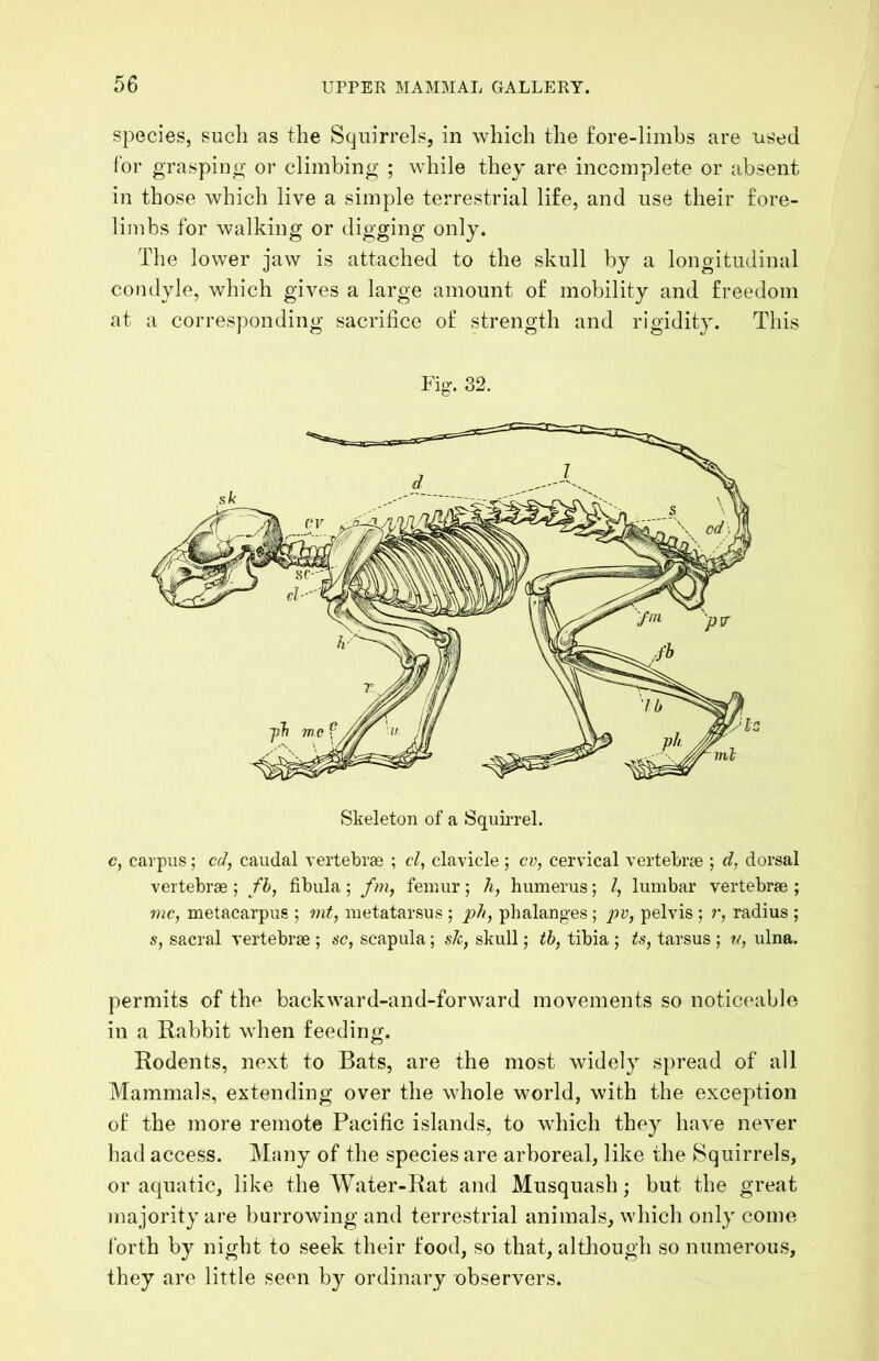 species, such as the Squirrels, in which the £ore-limhs are used tor grasping or climbing ; while they are incomplete or absent in those which live a simple terrestrial life, and use their fore- limbs for walking or digging only. The lower jaw is attached to the skull by a longitudinal condyle, which gives a large amount of mobility and freedom at a corresponding sacrifice of strength and rigidity. This Fig-, 32. Skeleton of a Squirrel. c, carpus; cd, caudal vertebrae ; cl, clavicle ; cv, cervical vertebrae ; d, dorsal vertebrae ; fb, fibula; fm, femur; h, humerus; I, lumbar vertebrae ; me, metacarpus ; mt, metatarsus ; ph, phalanges; pelvis ; i', radius ; s, sacral vertebrae ; sc, scapula; sk, skull; th, tibia ; tarsus ; u, ulna. permits of the backward-and-forward movements so noticeable in a Rabbit when feeding. Rodents, next to Bats, are the most widely spread of all Mammals, extending over the whole world, with the exception of the more remote Pacific islands, to which they have never had access. Many of the species are arboreal, like the Squirrels, or aquatic, like the Water-Rat and Musquash; but the great majority are burrowing and terrestrial animals, which only come forth by night to seek their food, so that, altliough so numerous, they are little seen by ordinary observers.