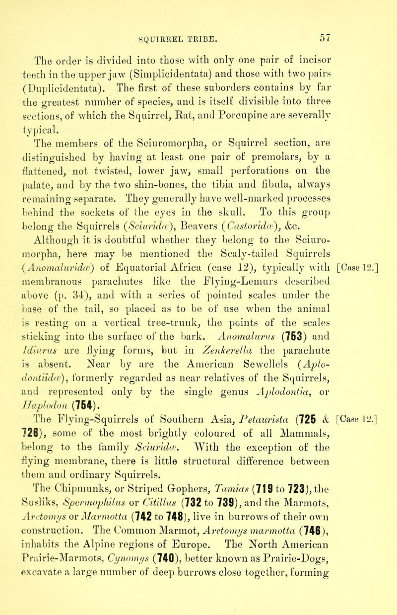 SQUIRREL TRIBE. The order is divided into those with only one pair of incisor teeth in the upper jaw (Simplicidentata) and those with two pairs (Dnplicidentata). The first of these suborders contains by far the greatest number of species, and is itself divisible into three sections, of which the Squirrel, Rat, and Porcupine are severally typical. The members of the Sciuromorpha, or Squirrel section, are distinguished by having at least one pair of premolars, by a flattened, not twisted, lower jaw, small perforations on the palate, and by the two shin-bones, the tibia and fibula, always remaining separate. They generally have well-marked processes behind the sockets of the eyes in the skull. To this grouj) belong the Squirrels (^Sciuriche), Beavers (^Castorid(r\ &c. Although it is doubtful whether they belong to the Sciuro- inorpha, here may be mentioned the Scaly-tailed Squirrels (^Anomaluridce') of Equatorial Africa (case 12), typically with [Case 12.] membranous parachutes like the Flying-Lemurs described above (p. 34), and with a series of pointed scales under the base of the tail, so placed as to be of use when the animal is resting on a vertical tree-trunk, the points of the scales sticking into the surface of the bark. Anoynalurns (753) and Idiurus are Hying forms, but in Zenkerella the parachute is absent. Near by are the American Sewellels {Aplo- dontiidee), ibrmerly regarded as near relatives of the Squirrels, and represented only by the single genus Aplodontia, or Jfaplodon (754). The Flying-Squirrels of Southern Asia, Petaurista (725 k [Case 12.] 726), some of the most brightly coloured of all Mammals, belong to the family Schirida\ With the exception of the flying membrane, there is little structural difference between them and ordinary Squirrels. The Chipmunks, or Striped Gophers, Tamias (719 to 723), the Susliks, Sperniopliilus or Citillus (732 to 739), and the Marmots, Aretomys ov Marmotta (742 to 748), live in burrows of their own construction. The Common Marmot, Aretomys marmotta (746 j, inhabits the Alpine regions of Europe. The North American Prairie-Marmots, Cynomys (740), better known as Prairie-Dogs, excavate a large number of deep burrows close together, forming