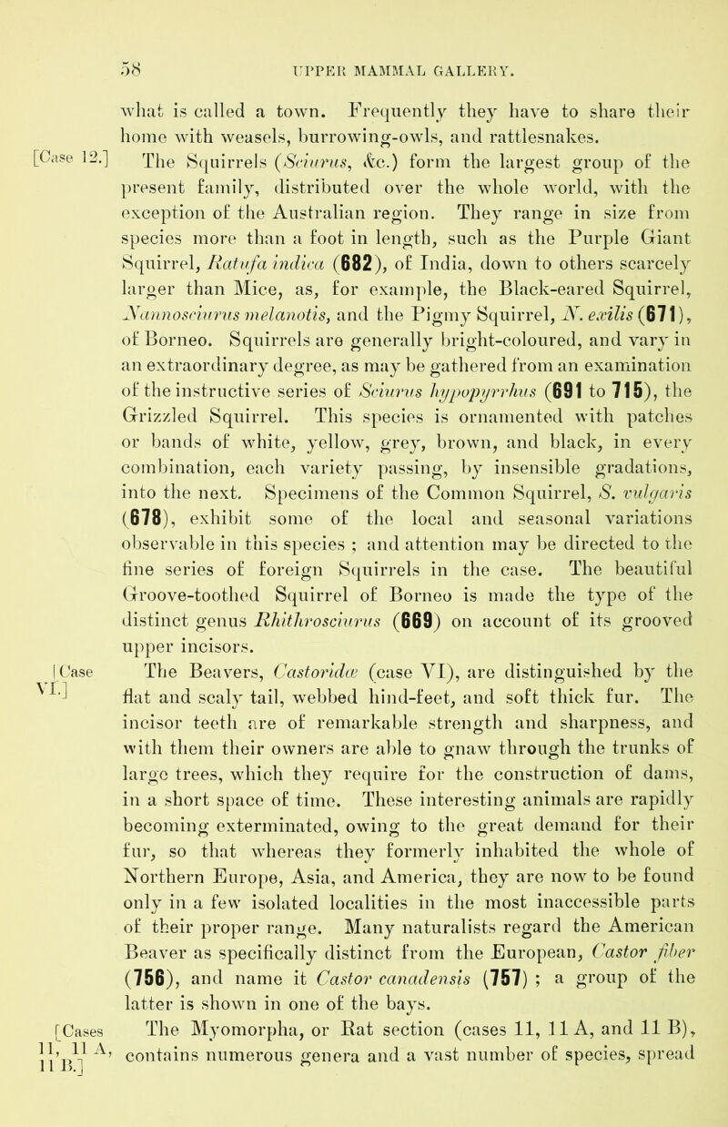 [Case 12.' 1 Case VL] [ Cases ii; 11A IIB.] what is called a town. Frequently they have to share their home with weasels, burrowing-owls, and rattlesnakes. 1 The Squirrels (Sciu7ms, kc.) form the largest group of the present family, distributed over the whole world, with the exception of the Australian region. They range in size from species more than a foot in length, such as the Purple Giant Squirrel, Ratufa indica (682), of India, down to others scarcely larger than Mice, as, for example, the Black-eared Squirrel, yannosciimis melanotis, and the Pigmy Squirrel, Ax exilis (671), of Borneo. Squirrels are generally bright-coloured, and vary in an extraordinary degree, as may be gathered from an exairdnation of the instructive series of Scimnfs liyi^opyrrhus (691 to 715), the Grizzled Squirrel. This species is ornamented with patches or bands of white, yellow, grey, brown, and black, in every combination, each variety passing, by insensible gradations, into the next. Specimens of the Common Squirrel, S. vulgaris (678), exhibit some of the local and seasonal variations observable in this species ; and attention may be directed to the tine series of foreign Squirrels in the case. The beautiful Groove-toothed Squirrel of Borneo is made the type of the distinct genus Rkitliroscmrus (669) on account of its grooved upper incisors. The Beavers, Castoindce (case VI), are distinguished by the Hat and scaly tail, webbed hind-feet, and soft thick fur. The incisor teeth are of remarkable strength and sharpness, and with them their owners are able to gnaw through the trunks of largo trees, which they require tor the construction of dams, in a short space of time. These interesting animals are rapidly becoming exterminated, owing to the great demand for their fur, so that whereas they formerly inhabited the whole of Northern Europe, Asia, and America, they are now to be found only in a few isolated localities in the most inaccessible parts of their proper range. Many naturalists regard the American Beaver as specifically distinct from the European, Castor fiber (756), and name it Castor canadensis (757); a group of the latter is shown in one of the bays. The Myomorpha, or Rat section (cases 11, 11 A, and 11 B), ’ contains numerous genera and a vast number of species, spread