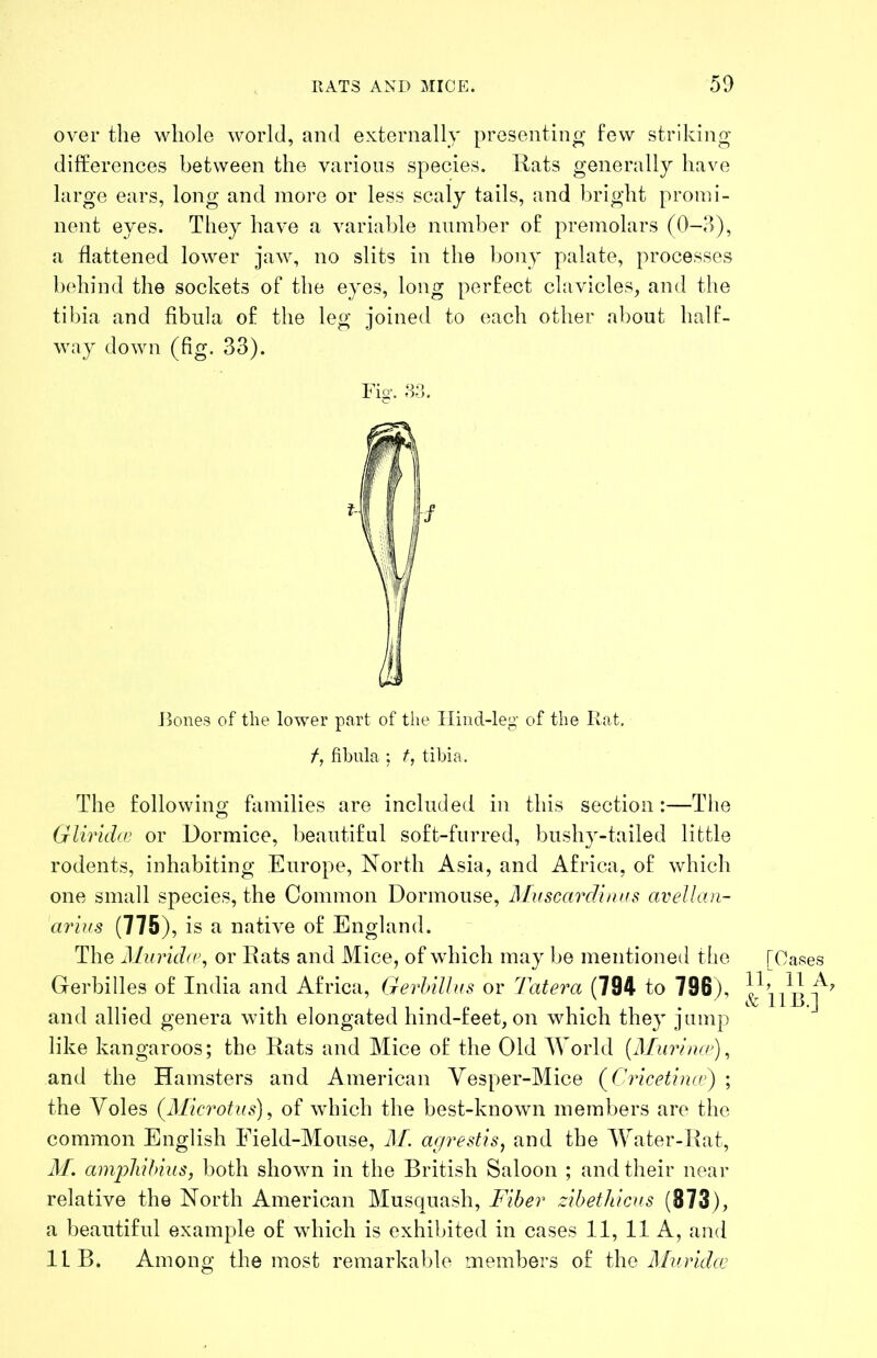 over the whole world, and externally presentino- few striking differences between the various species, liats generally have large ears, long and more or less scaly tails, and bright promi- nent eyes. They have a variable number of premolars (0-il), a flattened lower jaw, no slits in the bony palate, processes behind the sockets of the eyes, long perfect chivicles, and the tibia and fibula of the leg joined to each other about half- way down (fig. 33). Fig’. 83. Jjones of tlie lo’wer part of the Ilind-leg’ of the Rat, /, fibula ; t, tibia. The following families are included in this section :—The Gliridw or Dormice, beautiful soft-furred, bushy-tailed little rodents, inhabiting Europe, North Asia, and Africa, of which one small species, the Common Dormouse, Muscardinus avellan- arius (775), is a native of England. The Murid(t\ or Rats and Mice, of which may be mentioned the [Oases Gerbilles of India and Africa, Gerhillus or Tatera (794 to 796), and allied genera with elongated hind-feet, on which they jump like kangaroos; the Rats and Mice of the Old World [Murimp), and the Hamsters and American Yesper-Mice (Cricetitur) ; the Voles (Microtus), of which the best-known members are the common English Field-Mouse, AL ap/restis, and the YOater-Rat, AL ampluhms, both shown in the British Saloon ; and their near relative the North American Musquash, Fiber zibethicus (873), a beautiful example of which is exhibited in cases 11, 11 A, and 11 B. Among the most remarkable members of ihe Alurida: