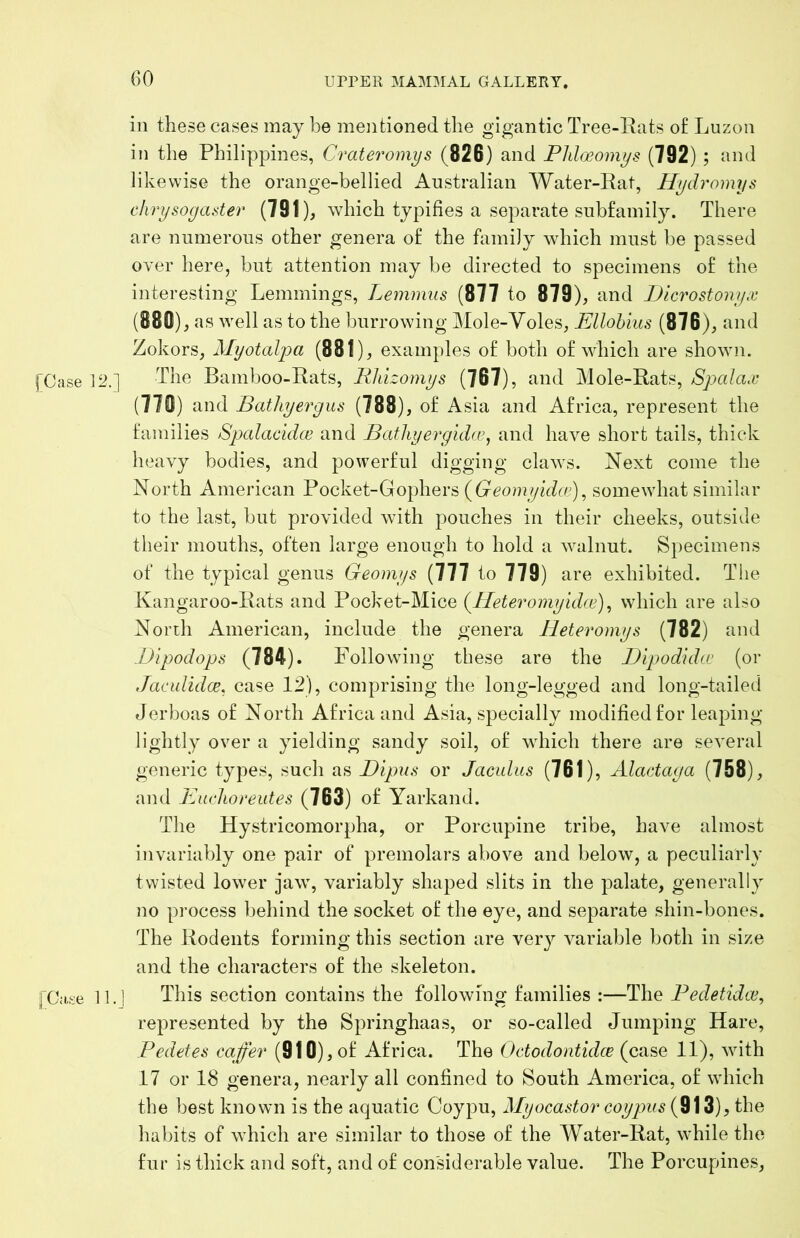 (30 ill these cases may be mentioned tlie gigantic Tree-Eats of Luzon in the Philippines, Crateromys (826) and Pldoeomys (792) ; and likewise the orange-bellied Australian Water-Rat, Hydromys ehrysogaster (791), which typifies a separate subfamily. There are numerous other genera of the fiimily which must be passed over here, but attention may be directed to specimens of the interesting Lemmings, Lemmus (877 to 879), and iJicrostonyx (880) , as well as to the burrowing Mole-Voles, Ellohius (876), and Zokors, Myotalpa (881), examples of both of which are shown. [Casein] 'bhe Bamboo-Rats, Rldzomys (767), and Mole-Rats, (770) and Bathyergus (788), of Asia and Africa, represent the families Spalacidce and Batliyergidcv^ and have short tails, thick heavy bodies, and powerful digging claws. Next come the North American Pocket-Gophers {Geomyidcr)^ somewhat similar to the last, but provided with pouches in their cheeks, outside their mouths, often large enough to hold a walnut. Specimens of the typical genus Geomys (777 to 779) are exhibited. The Kangaroo-Rats and Pocket-Mice {Ileteromyidce)^ which are also North American, include the genera Hetevomys (782) and Dipodops (784). Following these are the Dipodidw (or Jaculidce. case 12), comprising the long-legged and long-tailed Jerboas of North Africa and Asia, specially modified for leaping lightly over a yielding sandy soil, of which there are several generic types, such as Bipus or Jacidus (761), Alactaga (758), and Emdioreutes (763) of Yarkand. The Hystricomorpha, or Porcupine tribe, have almost invariably one pair of premolars above and below, a peculiarly twisted low^er jaw, variably shaped slits in the palate, generally no process behind the socket of the eye, and separate shin-bones. The Ro(ients forming this section are very variable both in size and the characters of the skeleton. [C;i.se 11.1 This section contains the following families :—The Eedetidw, represented by the Springhaas, or so-called Jumping Hare, Pedetes cajfer (910), of Africa. The Octodontidce (case 11), with 17 or 18 genera, nearly all confined to South America, of which the best known is the aquatic Coypu, Myocastor coypus (913), the habits of which are similar to those of the Water-Rat, while the fur is thick and soft, and of considerable value. The Porcupines,