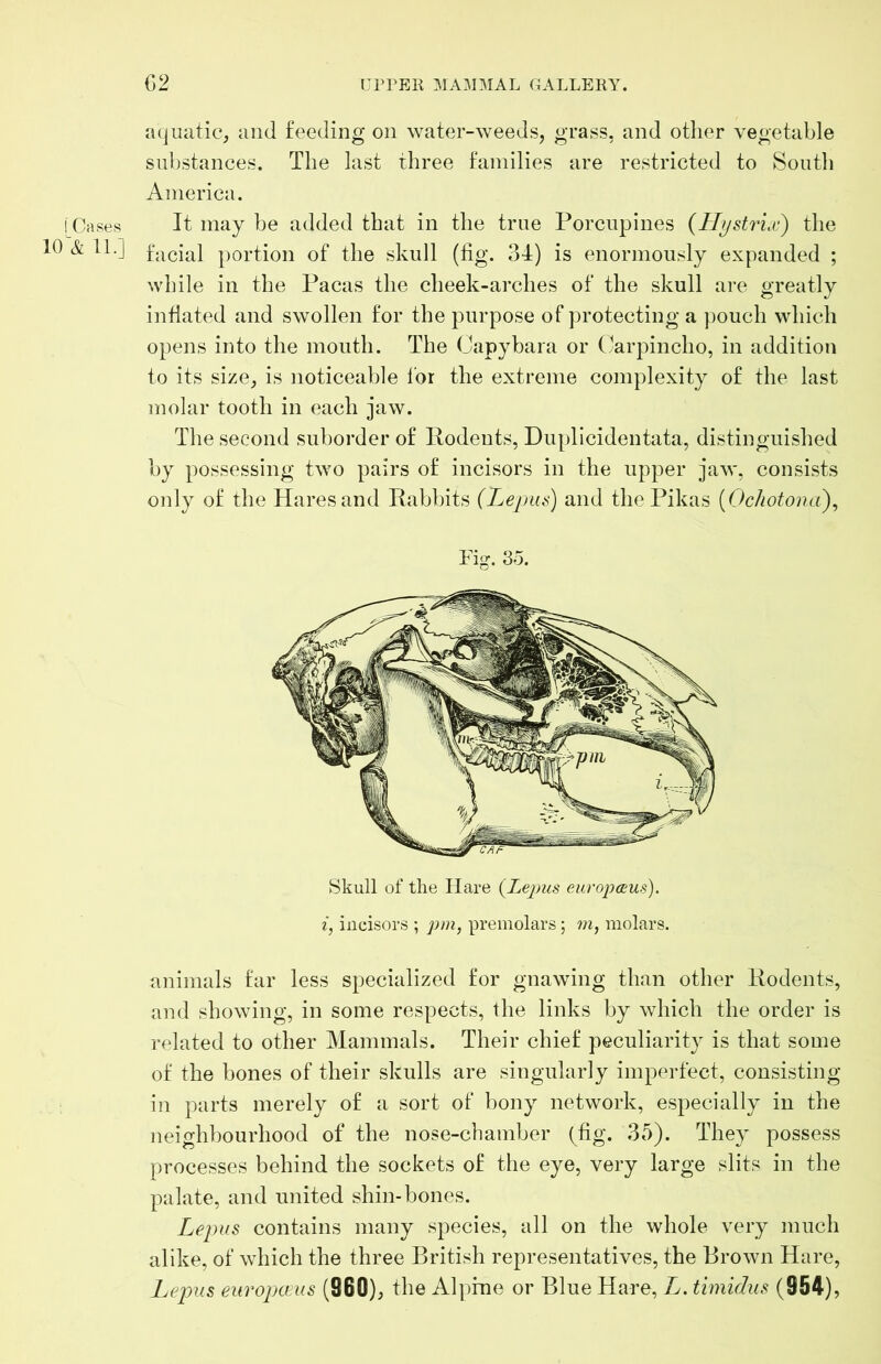i Cases 10 & 11.] C2 IJPrEK MAMMAL GALLERY. aquatic, and feeding on water-weeds, grass, and other vegetable substances. The last three families are restricted to South America. It may be added that in the true Porcupines {HystrLc) the facial portion of the skull (tig. 34) is enormously expanded ; while in the Pacas the cheek-arches of the skull are greatly inhated and swollen for the purpose of protecting a pouch which opens into the mouth. The Oapybara or (]arpincho, in addition to its size, is noticeable for the extreme complexity of the last molar tooth in each jaw. The second suborder of Rodents, Duplicidentata, distinguished by possessing two pairs of incisors in the upper jaw, consists oidy of the Hares and Rabbits (Lepiis) and the Pikas {Ochotona\ Skull of the Hare {Lepus europceus). i, incisors ; pm, preinolars; m, molars. animals tar less specialized for gnawing than other Rodents, and showing, in some respects, the links by which the order is related to other Mammals. Their chief peculiarity is that some of the bones of their skulls are singularly imperfect, consisting in parts merely of a sort of bony network, especially in the neighbourhood of the nose-chamber (fig. 35). They possess processes behind the sockets of the eye, very large slits in the palate, and united shin-bones. Lepus contains many species, all on the whole very much alike, of which the three British representatives, the Brown Hare, Lepus eiiropjceus (860), the Alpfne or Blue Hare, L. timidus (954),