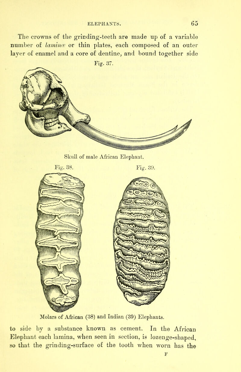 The crowns of the grin din o -teeth are made up of a variable number of lamince or thin plates, each composed of an outer layer of enamel and a core of dentine, and bound together side Fig. 37. Skull of male African Elephant. Fig. 38. Fig. 39. Molars of African (38) and Indian (39) Elephants. to side by a substance known as cement. In the African Elephant each lamina, when seen in section, is lozenge-shaped, so that the grinding-surface of the tooth when worn has the F