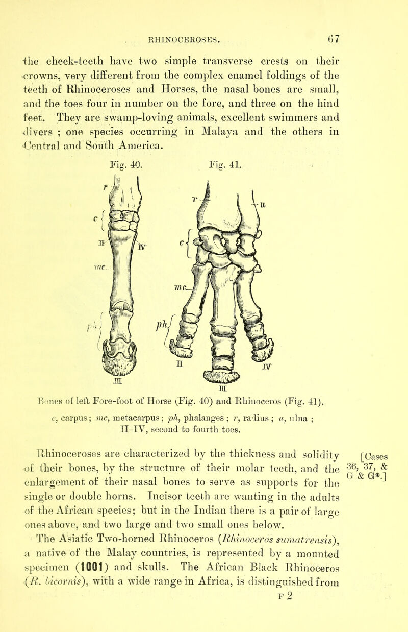 RHINOCEROSES. C)7 +he cheek-teeth have two simple transverse crests on their crowns, very different from the complex enamel foldinos of the teeth of E/hinoceroses and Horses, the nasal bones are small, and the toes four in number on the fore, and three on the hind feet. They are swamp-loving animals, excellent swimmers and divers ; one species occurring in Malaya and the others in Central and South America. Fig-. 40. Fig. 41. HI Hones of left Fore-foot of Horse (Fig. 40) and llliinoceros (Fig. 41). c, carpus; me, metacarpus ; ph, phalanges ; r, ra-Iius ; u, ulna ; II-IV, second to fourth toes. Rhinoceroses are characterized by the thickness and solidity of their bones, by the structure of their molar teeth, and the enlargement of their nasal bones to serve as supports for the single or double horns. Incisor teeth are wanting in the adults of the African species; but in the Indian there is a pair of large ones above, and two large and two small ones below. The Asiatic Two-horned Rhinoceros [Rhinoceros sumatrensis), a native of the Malay countries, is represented by a mounted specimen (toot ) and skulls. The African Black Rhinoceros (R. hicornis), with a wide range in Africa, is distinguished from [Oases .36, 37, & G & G^.]