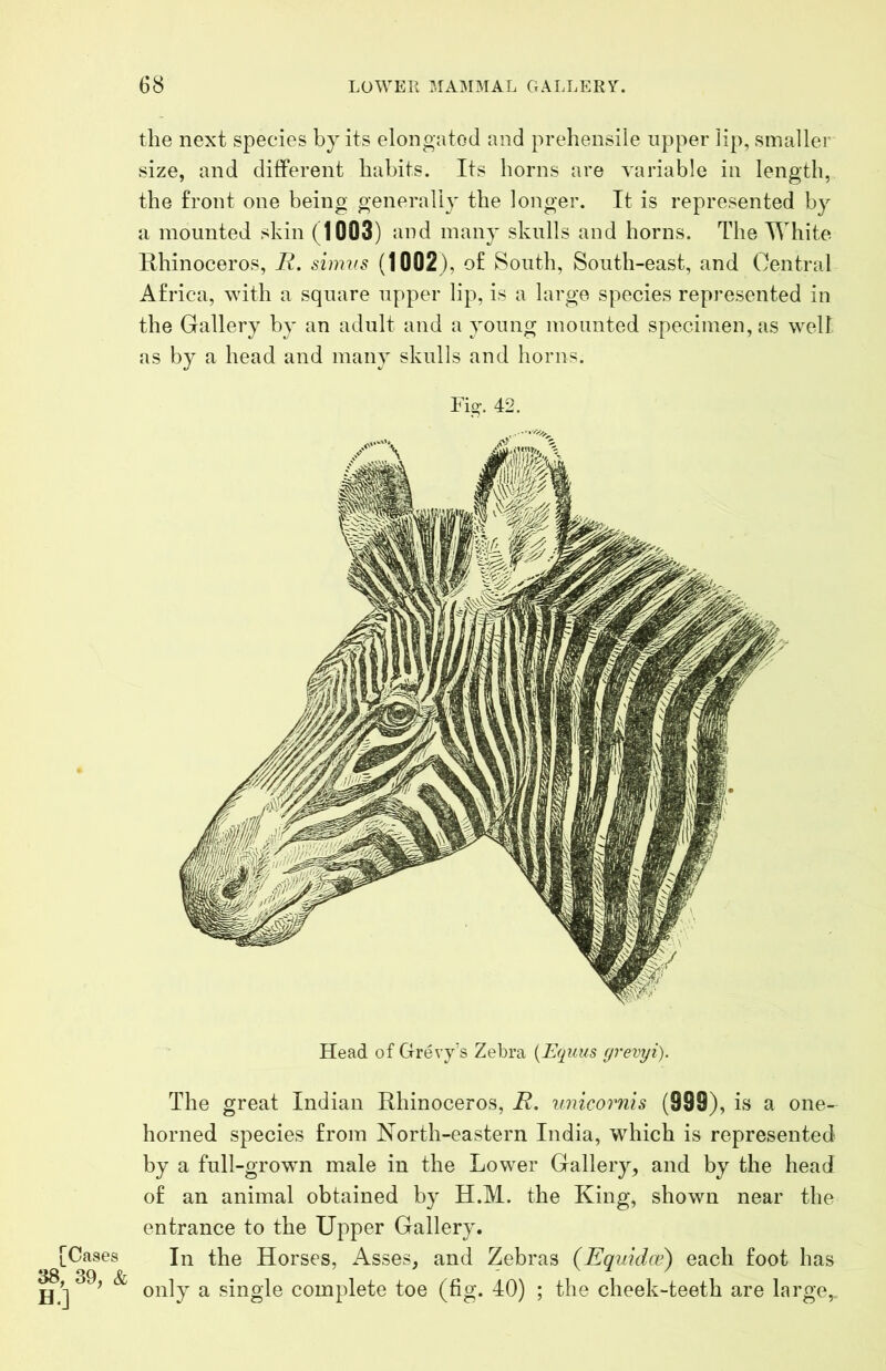 the next species bjits elongated and prehensile upper iip, smaller size, and different habits. Its horns are variable in length, the front one being generally the longer. It is represented by a mounted skin (1003) and many skulls and horns. The White Rhinoceros, E. sinws (1002), of South, South-east, and Central Africa, with a square upper lip, is a large species represented in the Gallery by an adult and a young mounted specimen, as well as by a head and many skulls and horns. Fig. 42. Head of Grevy's Zebra {Equus (jrevyi). [Cases 38, 39, & H.] The great Indian Rhinoceros, i?. unicornis (999) , is a one-- horned species from North-eastern India, which is represented by a full-growm male in the Lower Gallery, and by the head of an animal obtained by H.M. the King, shown near the entrance to the Upper Gallery. In the Horses, Asses, and Zebras (Equidw) each foot has only a single complete toe (fig. 40) ; the cheek-teeth are large.
