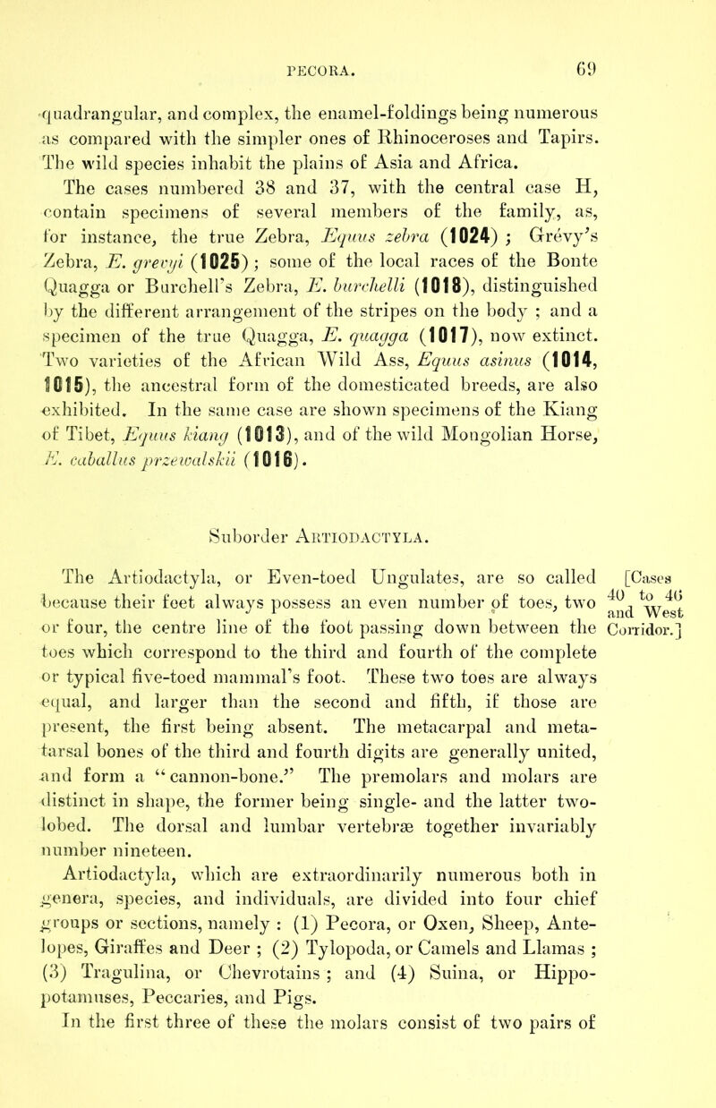 PECORA. G9 quadrangular, and complex, the enamel-foldings being numerous as compared with the simpler ones of Rhinoceroses and Tapirs. The wild species inhabit the plains of Asia and Africa. The cases numbered 38 and 37, with the central case H, contain specimens of several members of the family, as, for instance, the true Zebra, Equus zebra (1024) ; Grevy^s Zebra, E. grevi/i (1025); some of the local races of the Bonte Quagga or Burchell’s Zebra, E. hurclielli (1018), distinguished l)y the different arrangement of the stripes on the body ; and a specimen of the true Quagga, E. quagga (1017), now extinct. Two varieties of the African Wild Ass, Equus asinus (1014, 1015), the ancestral form of the domesticated breeds, are also exhibited. In the same case are shown specimens of the Kiang of Tibet, Equus kiang (1013), and of the wild Mongolian Horse, E. cahallus przeioalskii (1016). Suborder Artiodactyla. The Artiodactyla, or Even-toed Ungulates, are so called because their feet always possess an even number of toes, two or four, the centre line of the foot passing down between the toes which correspond to the third and fourth of the complete or typical five-toed mammars foot. These two toes are always equal, and larger than the second and fifth, if those are present, the first being absent. The metacarpal and meta- tarsal bones of the third and fourth digits are generally united, und form a “ cannon-bone.^’ The premolars and molars are distinct in shape, the former being single- and the latter two- lobed. The dorsal and lumbar vertebrae together invariably number nineteen. Artiodactyla, which are extraordinarily numerous both in genera, species, and individuals, are divided into four chief groups or sections, namely : (1) Pecora, or Oxen, Sheep, Ante- lopes, Giraffes and Deer ; (2) Tylopoda, or Camels and Llamas ; (3) Tragulina, or Ohevrotains ; and (4) Suina, or Hippo- potamuses, Peccaries, and Pigs. In the first three of these the molars consist of two pairs of [Cases 40 to 40 and West Corridor.]