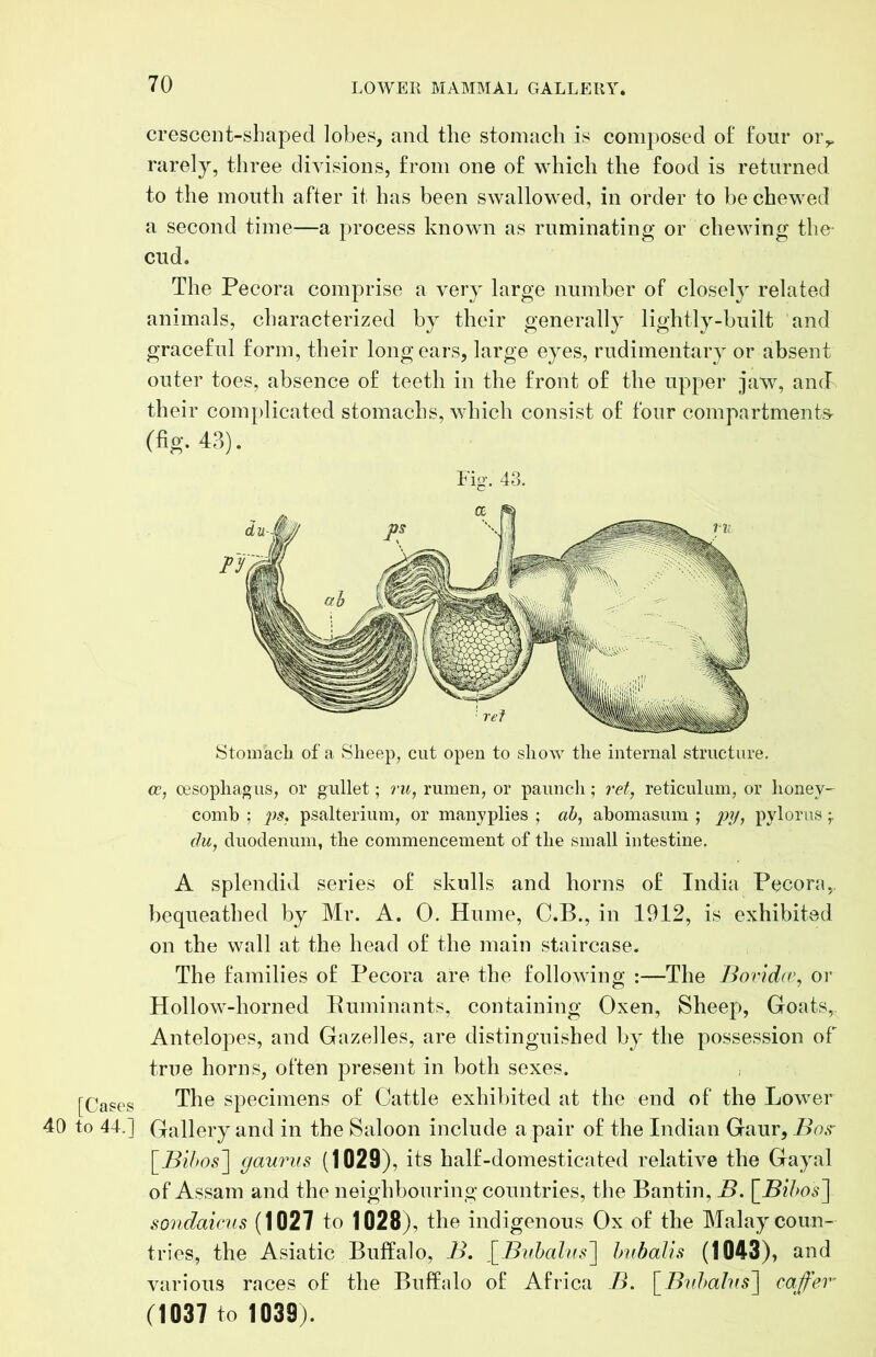 crescent-shaped lobes, and the stomach is composed o£ four oiv rarely, three divisions, from one of which the food is returned to the mouth after it has been swallowed, in order to be chewed a second time—a process known as ruminating or chewing the- cud. The Pecora comprise a very large number of closely related animals, characterized by their generally lightly-built and graceful form, their long ears, large eyes, rudimentary or absent outer toes, absence of teeth in the front of the upper jaw, and their coin[)licated stomachs, which consist of four compartments- Stomacb of a Sheep, cut open to show the internal structure. cc, cesophaous, or gullet; ru, rumen, or paunch; 7-ef, reticulum, or honey- comb ; 2)s, psalterium, or many plies ; ab, abomasum ; ^^?/, pylorus (Ju, duodenum, the commencement of the small intestine. A splendid series of skulls and horns of India Pecora, bequeathed by Mr. A. 0. Hume, C.B., in 1912, is exhibited on the wall at the head of the main staircase. The families of Pecora are the following :—The Bovidfv, or Hollow-horned Euminants, containing Oxen, Sheep, Goats, Antelopes, and Gazelles, are distinguished by the possession of true horns, often present in both sexes. The specimens of Cattle exhibited at the end of the Lower 40 to 44.] Gallery and in the Saloon include a pair of the Indian Gaur, i>W [Bihos~\ gaurus (1029), its half-domesticated relative the Gayal of Assam and the neighbouring countries, the Bantin, B. sondaicns (1027 to 1028), the indigenous Ox of the Malay coun- tries, the Asiatic Buffalo, B, \^B\ihalus^ Imbalis (1043), and various races of the Buffalo of Africa B. \_Biihahis~\ cafer (1037 to 1039).
