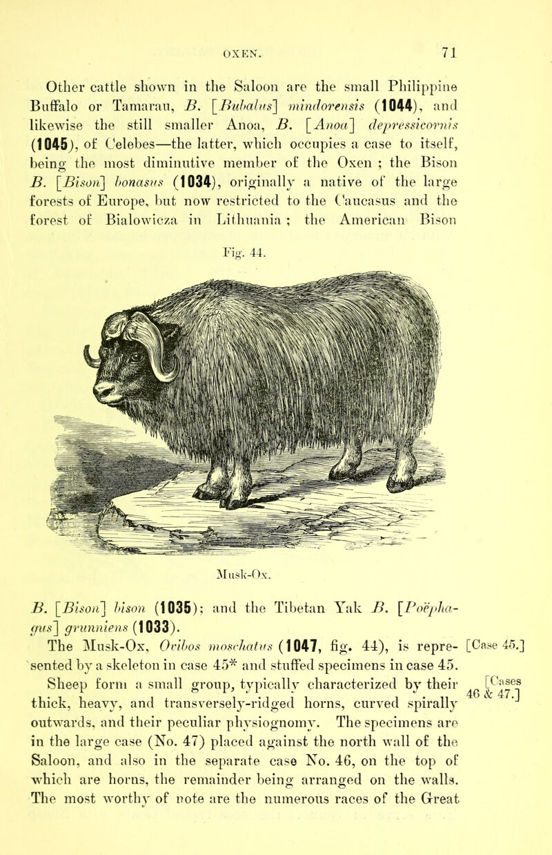 Other cattle shown in the Saloon are the small Philippine Buffalo or Tamarau, B. [_Buhahis\ mindorensis (1044), and likewise the still smaller Anoa, B. \_Anoa'\ depressicornls (1045), ot‘ Celebes—the latter, which occupies a case to itself, beino- the most diminutive member of the Oxen ; the Bison B. [i7zC’coi] honasus (1034), orio-inally a native of the large forests of Europe, l)ut now restricted to the C^aucasus and the forest of Bialowicza in Lithuania ; the American Bison Fig. 44. Miisk-Ox. B. hlson (1035) ; and the Tibetan Yak B. [Foeplia- gus\ grunniens (1033). The Musk-Ox, Ovihos moschatvs (1047, fig. 44), is repre- sented by a skeleton in case 45* and stuffed specimens in case 45. Sheep form a small group, typically characterized by their thick, heavy, and transversely-ridged horns, curved spirally outwards, and their peculiar physiognomy. The specimens are in the large case (No. 47) placed against the north wall of the Saloon, and also in the separate case No. 46, on the top of which are horns, the remainder being arranged on the walls. The most wmrthy of note are the numerous races of the Great [Case 45.] [Gases 46 & 47.]