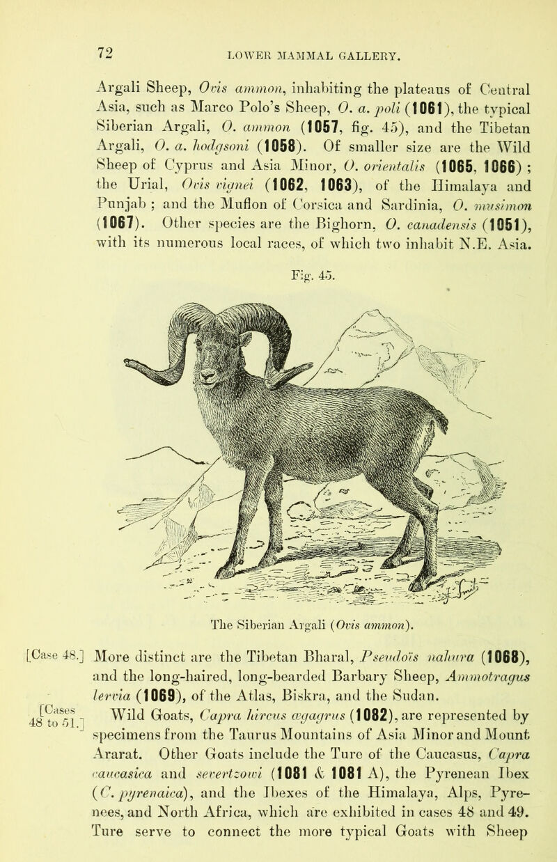 Argali Sheep, Ovis ainmon, inhabiting the plateaus o£ Central Asia, such as Marco Polo’s Sheep, 0. a, j^oli (1061), the typical Siberian Argali, 0. ammori (1057, fig. 45), and the Tibetan Argali, 0. a, Iwdcfsoni (1058). 0£ smaller size are the Wild Sheep o£ Cyprus and Asia Minor, 0. orientalis (1065, 1066) ; the Urial, Oiis vignei (1062, 1063), of the Himalaya and Punjab ; and the Muflon o£ Corsica and Sardinia, 0. mvslmon (1067). Other species are the Bighorn, 0. canadensis (1051), with its numerous local races, o£ which two inhabit N.E. Asia. Fig. 45. 5* - The Siberian Argali {Ovis ammon). [Cases 48 to 51.1 [Case 48.] More distinct are the Tibetan Bharal, Psevdo'is naJinra (1068), and the long-haired, long-bearded Barbary Sheep, Ammotragus Ur via (1069), of the Atlas, Biskra, and the Sudan. Wild Goats, Capixi hircus cegagrus (1082), are represented by specimens from the Taurus Mountains of Asia Minor and Mount Ararat. Other Goats include the Ture of the Caucasus, Capra caucasica and severtzoivi (1081 & 1081 A), the Pyrenean Ibex {C. pgrenaica)^ and the Ibexes of the Himalaya, Alps, Pyre- nees, and North Africa, which are exhibited in cases 48 and 49. Ture serve to connect the more typical Goats with Sheep