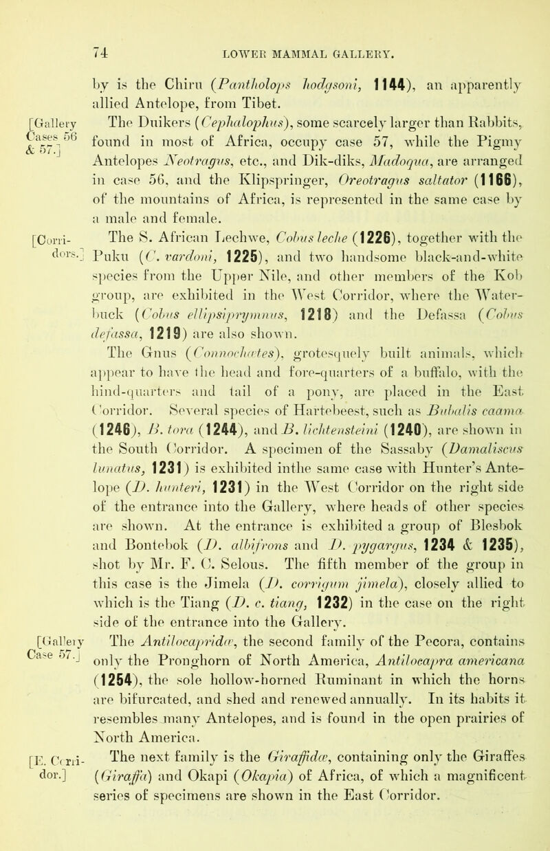 [Galleiy Oases 56 & 57. j [Corri- dors.] [Galleiy Case 57.j [E. Ccrri- dor.] by is the Chiru (Pantholops liodgsoni, 1144), an apparently allied Antelope, from Tibet. The Duikers {Ceplialoplius)^ some scarcely larger than Rabbits, found in most of Africa, occupy case 57, while the Pigmy Antelopes Neotragvs^ etc., and Dik-diks, Madoqiia, are arranged in case 56, and the Klipspringer, Oreotragvs saltator (1166), of the mountains of Africa, is represented in the same case by a male and female. The S. African Tjechwe, Cohns lecJie (1226), together with the Pidvii {C. vardoni, 1225), and two handsome black-and-white species from the Upper Nile, and other members of the Koli group, are exhibited in the West Corridor, where the Water- buck {Cohns eJUpsiprymnns^ 1218) and the Defassa (^Cohns defassa, 1219) are also shown. The Gnns (ConnocJnrfes), grotesquely built animals, which appear to have the head and fore-quarters of a bulfalo, with the hind-quai’t(‘rs and tail of a pony, are placed in the East Corridor. Several species of Hartebeest, such as Bnhcdis caama (1246;, 7>. tora (1244), andi>. liclitensteini (1240), are shown in the South Corridor. A specimen of the Sassaby (^Damaliscus Innatns, 1231) is exhibited inthe same case with Hunter’s Ante- lope (74. hnnteri, 1231) in the West Clorridor on the right side of the entrance into the Gallery, where heads of other species are shown. At the entrance is exhibited a group of Blesbok and Bontebok (7C alhifrons and D, pygargus, 1234 & 1235), shot by Mr. F. 0. Selous. The fifth member of the group in this case is the Jimela (7>. corrignm jimela), closely allied to which is the Tiang (i>. c. tiang, 1232) in the case on the right side of the entrance into the Gallery. The AntiIocaprida\ the second family of the Pecora, contains only the Pronghorn of North America, Antiloea2)ra americana (1254), the sole hollow-horned Ruminant in which the horns are bifurcated, and shed and renewed annually. In its habits it resembles .many Antelopes, and is found in the open prairies of North America. The next family is the Giraffidce, containing only the Giraffes {Giraffa) and Okapi (^Okapia) of Africa, of which a magnificent series of specimens are shown in the East (lorridor.