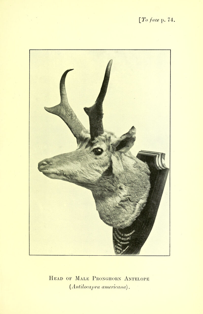 \_To face p. 74. Head of Male Pkonghorn Antelope (Antilocap'ra americana).