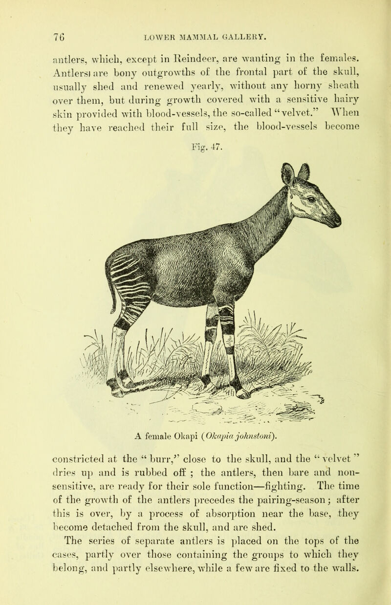 •antlers, which, except in Eeindeer, are wanting in the females. Antlersiare bony outgrowths of the frontal part of the skull, usually shed and renewed yearly, without any horny sheath over them, but during growth covered with a sensitive hairy skin provided with blood-vessels, the so-called “velvet.” When they have i-eached their full size, the blood-vessels become Fig. 47. A female Okapi {Okapia jolmstoni). constricted at the “ burr,” close to the skull, and the “ velvet ” dries nj) and is rubbed off ; the antlers, then bare and non- sensitive, are ready for their sole function—fighting. The time of the growth of the antlers precedes the pairing-season; after this is over, by a process of absorption near the base, they become detached from the skull, and are shed. The series of separate antlers is ])laced on the tops of the cases, partly over tliose containing the groups to which they belong, and partly elsewhere, while a few are fixed to the walls.
