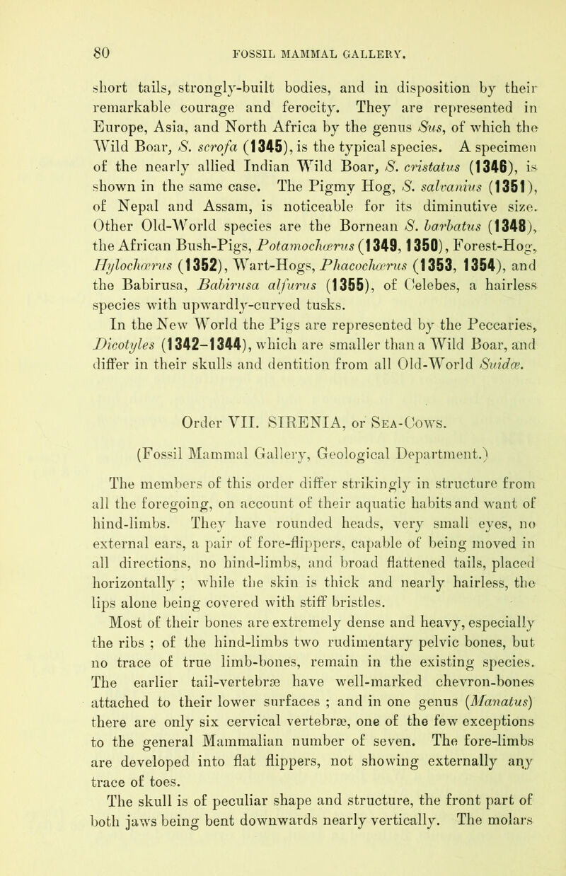 short tails, strongly-built bodies, and in disposition by their remarkable courage and ferocity. They are represented in Europe, Asia, and North Africa by the genus Siis, of which the Wild Boar, S. scrofa (1345), is the typical species. A specimen of the nearly allied Indian Wild Boar, S. cristatus (1346), is shown in the same case. The Pigmy Hog, S. salvanins (1351), of Nepal and Assam, is noticeable for its diminutive size. Other Old-World species are the Bornean S. harhatiis (1348), the African Bush-Pigs, Potamochoerus 1350), Forest-Hog, Hylocliceriis (1352), Wart-Hogs, PJiacochwrus (1353, 1354), and the Babirusa, Bahirusa alfurus (1355), of Celebes, a hairless species with upwardly-curved tusks. In the New World the Pigs are represented by the Peccaries, Bicotyles (1342-1344), which are smaller than a Wild Boar, and differ in their skulls and dentition from all Old-World Suidoi. Order YII. SIRENIA, or Sea-Cows. (Fossil Mammal Gallery, Geological Department.) The members of this order differ strikingly in structure from all the foregoing, on account of their aquatic habits and want of hind-limbs. They have rounded heads, very small eyes, no external ears, a pair of fore-flippers, capable of being moved in all directions, no hind-limbs, and broad flattened tails, placed horizontally ; while the skin is thick and nearly hairless, the lips alone being covered with stiff bristles. Most of their bones are extremely dense and heavy, especially the ribs ; of the hind-limbs two rudimentary pelvic bones, but no trace of true limb-bones, remain in the existing species. The earlier tail-vertebrse have well-marked chevron-bones attached to their lower surfaces ; and in one genus {^Manatud) there are only six cervical vertebra?, one of the few exceptions to the general Mammalian number of seven. The fore-limbs are developed into flat flippers, not showing externally any trace of toes. The skull is of peculiar shape and structure, the front part of both jaws being bent downwards nearly vertically. The molars