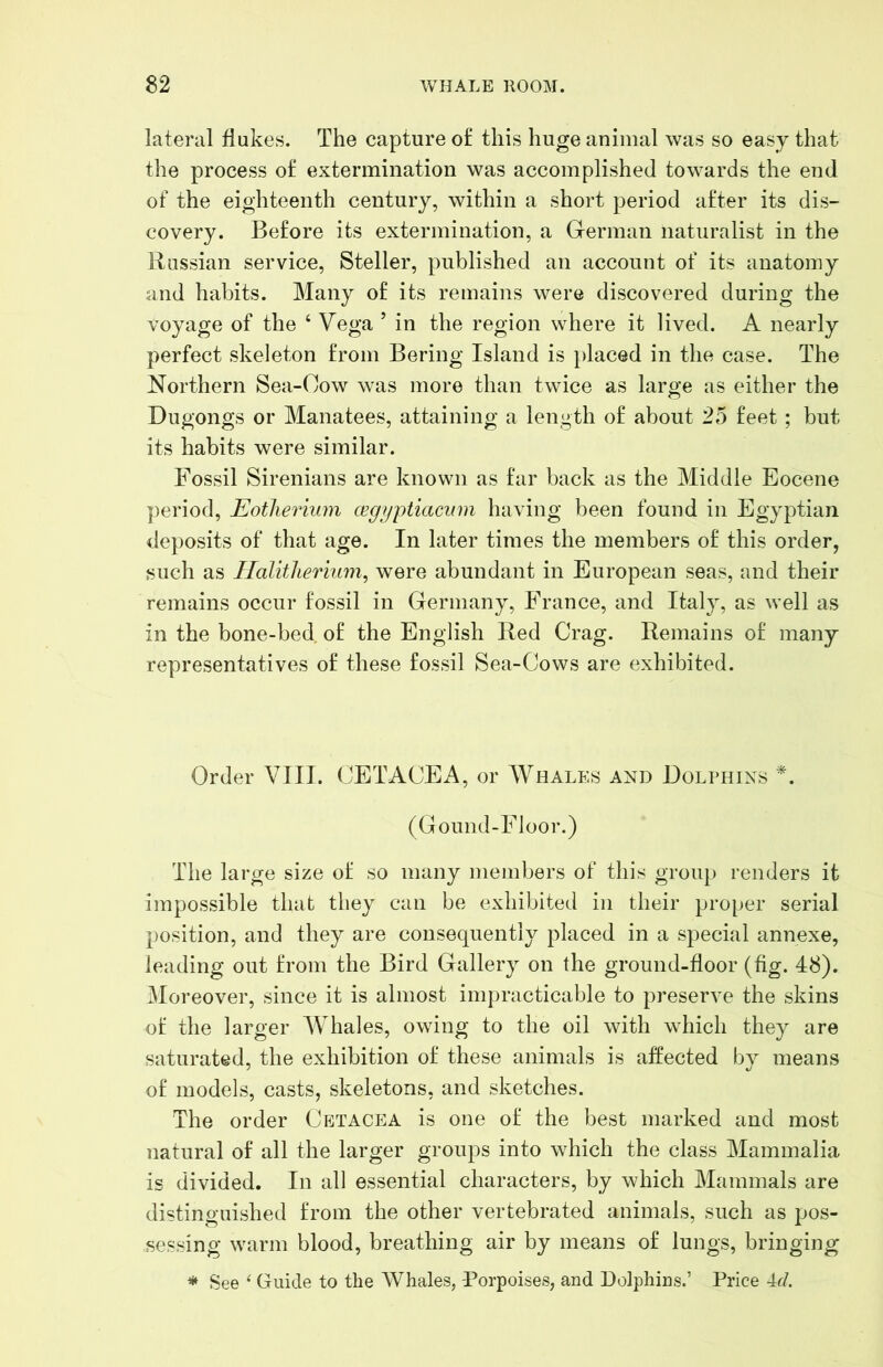 lateral flukes. The capture o£ this huge animal was so easy that the process o£ extermination was accomplished towards the end of the eighteenth century, within a short period a£ter its dis- covery. Be£ore its extermination, a German naturalist in the Russian service, Steller, published an account of its anatomy and habits. Many o£ its remains were discovered during the voyage of the ‘ Vega ’ in the region where it lived. A nearly perfect skeleton from Bering Island is }>laced in the case. The Northern Sea-Cow was more than twice as large as either the Dugongs or Manatees, attaining a length of about 25 feet; but its habits were similar. Fossil Sirenians are known as far back as the Middle Eocene period, Eotherium ceg^jptiacinn having been found in Egyptian deposits of that age. In later times the members of this order, such as llalitlieriiim, were abundant in European seas, and their remains occur fossil in Germany, France, and Italy, as well as in the bone-bed of the English Red Crag. Remains of many representatives of these fossil Sea-Cows are exhibited. Order VIII. CETACEA, or Whale>s and Dolphins (Gound-Floor.) The large size of so many members of this group renders it impossible that they can be exhibited in their proper serial position, and they are consequently placed in a special annexe, leading out from the Bird Gallery on the ground-floor (fig. 48). Moreover, since it is almost impracticable to preserve the skins of the larger AVhales, owing to the oil with which they are saturated, the exhibition of these animals is affected by means of models, casts, skeletons, and sketches. The order Cetacea is one of the best marked and most natural of all the larger groups into which the class Mammalia is divided. In all essential characters, by which Mammals are distinguished from the other vertebrated animals, such as pos- sessing warm blood, breathing air by means of lungs, bringing * See ‘ Guide to the Whales, -Porpoises, and Dolphins.’ Price 4c/.
