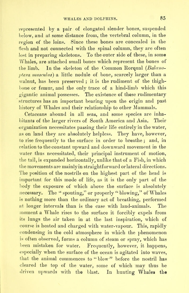 represented by a pair of elongated slender bones, suspended below, and at some distance from, the vertebral column, in the reo-ion of the loins. Since these bones are concealed in the o flesh and not connected with the spinal column, they are often lost in preparing skeletons. To the outer side of these, in some Whales, are attached small bones which represent the bones of the limb. In the skeleton of the Common Rorqual [Balceno- ftera rnusculus) a little nodule of bone, scarcely larger than a walnut, has been preserved ; it is the rudiment of the thigh- bone or femur, and the only trace of a hind-limb which this gigantic animal possesses. The existence of these rudimentary structures has an important bearing upon the origin and past history of IVhales and their relationship to other Mammals. Cetaceans abound in all seas, and some species are inha- bitants of the larger rivers of South America and Asia. Their organization necessitates passing their life entirely in the water, as on land they are absolutely helpless. They have, however, to rise frequently to the surface in order to breathe ; and, in relation to the constant upward and downward movement in the water thus necessitated, their principal instrument of motion, the tail, is expanded horizontally, unlike that of a Fish, in which the movements are mainly in straightforward or lateral directions. The position of the nostrils on the highest part of the head is important for this mode of life, as it is the only part of the ])ody the exposure of which above the surface is absolutely necessary. The “ spouting,” or properly blowing,” of Whales is nothing more than the ordinary act of breathing, performed at longer intervals than is the case with land-animals. The moment a Whale rises to the surface it forcibly expels from its lungs the air taken in at the last inspiration, which of course is heated and charged with water-vapour. This, rapidly condensing in the cold atmosphere in which the phenomenon is often observed, forms a column of steam or spray, which has been mistaken for water. Frequently, however, it happens, especially when the surface of the ocean is agitated into waves, that the animal commences to “ blow before the nostril has cleared the top of the water, some of which may thus be driven upwards with the blast. In hunting Whales the