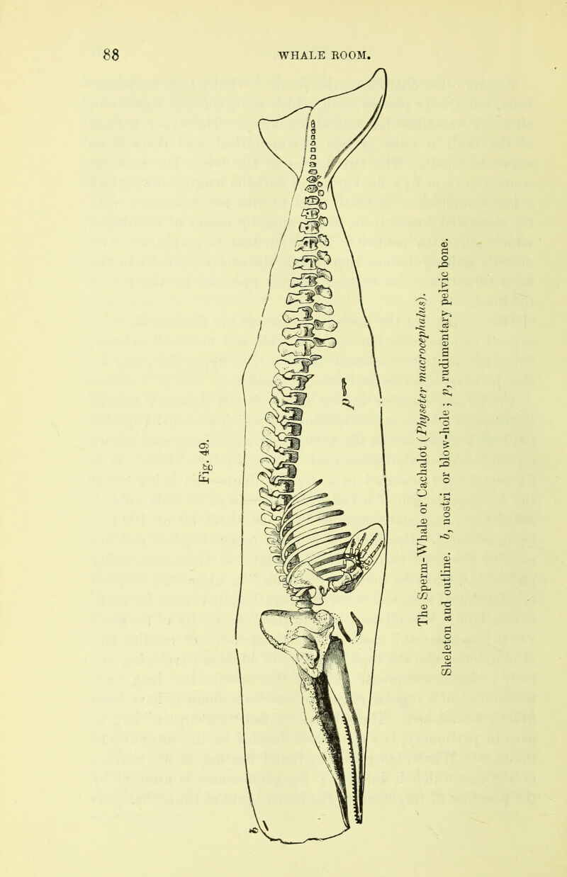 Skeleton and outline, b, uostri or blow-hole ; p, rudimentary pelvic bone.