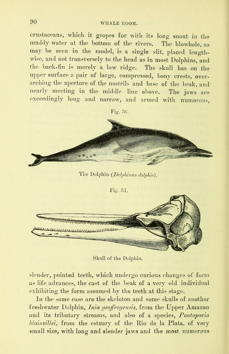 crustaceans, which it gropes for with its long snout in the muddy water at the bottom of the rivers. The blowhole, as may be seen in the model, is a single slit, placed length- wise, and not transversely to the head as in most Dolphins, and the back-fin is merely a low ridge. The skull has on the up})er surface a pair of large, compressed, bony crests, over- arching the aperture of the nostrils and base of the beak, and nearly meeting in the middle line above. The jaws are exceedingly long and narrow, and armed with numerous. Fig’. r)C. Tlie Dolphin (DelpJmms delphis). Skull of the Dolphin. slender, pointed teeth, which undergo curious changes of form as life advances, the cast of the beak of a very old individual exhibiting the form assumed by the teeth at this stage. In the .■5ame case are the skeleton and some skulls of another freshwater Dolphin, Inia geofroyensis^ from the Upper Amazon and its tributary streams, and also of a species, Pontoporia Jjlainvillei, from the estuary of the Rio de la Plata, of very small .size, with long and slender jaws and the most numerous