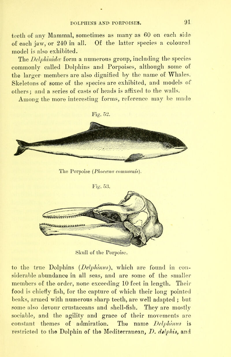 teeth of any Mammal, sometimes as many as 60 on each side of each jaw, or 240 in all. Of the latter species a coloured model is also exhibited. The Delpliinidcc form a numerons group, including the species commonly called Dolphins and Porpoises, although some of the larger members are also dignified by the name of Whales. Skeletons of some of the species are exhibited, and models of others; and a series of casts of heads is affixed to the walls. Among the more interesting forms, reference may he made Fig. m. The Porpoise [Fhoccemi communis). Fig. 53. Skull of the Porpoise. to the true Dolphins [Del]?liimis)., which are found in con- siderable abundance in all seas, and are some of the smaller members of the order, none exceeding 10 feet in length. Their food is chiefly fish, for the capture of which their long pointed beaks, armed with numerous sharp teeth, are well adapted ; but some also devour crustaceans and shell-fish. They are mostly sociable, and the agility and grace of their movements are constant themes of admiration. The name Delphinus is restricted to the Dolphin of the Mediterranean, D. delplus, and