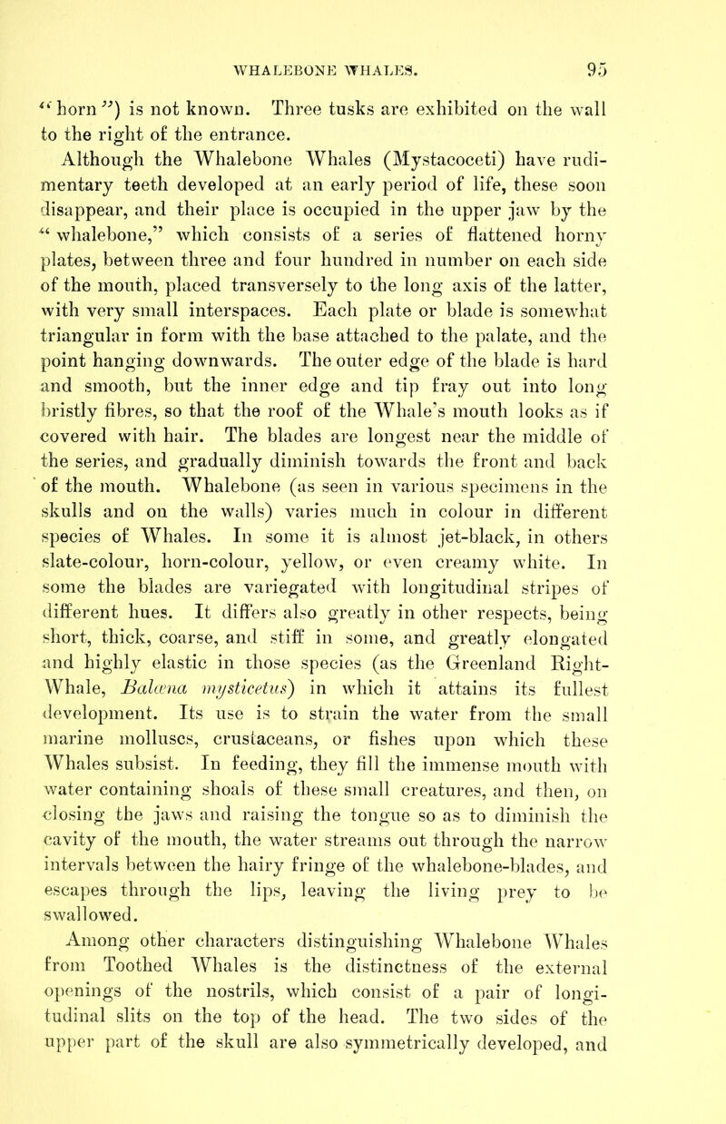 horn'’^) is not known. Three tusks are exhibited on the wall to the right o£ the entrance. Although the Whalebone Whales (Mystacoceti) have rudi- mentary teeth developed at an early period of life, these soon disappear, and their place is occupied in the upper jaw by the whalebone,” which consists of a series of flattened horny plates, between three and four hundred in number on each side of the mouth, placed transversely to the long axis of the latter, with very small interspaces. Each plate or blade is somewhat triangular in form with the base attached to the palate, and the point hanging downwards. The outer edge of the blade is hard and smooth, but the inner edge and tip fray out into long- bristly fibres, so that the roof of the Whale’s mouth looks as if covered with hair. The blades are longest near the middle of the series, and gradually diminish towards the front and back of the mouth. Whalebone (as seen in various specimens in the skulls and on the wiills) varies much in colour in different species of Whales. In some it is almost jet-black, in others slate-colour, horn-colour, yellow, or even creamy white. In some the blades are variegated with longitudinal stripes of different hues. It differs also greatly in other respects, being- short, thick, coarse, and stiff in some, and greatly elongated and highly elastic in those species (as the Greenland Eight- Whale, Balcma mysticetus) in which it attains its fullest development. Its use is to strain the water from the small marine molluscs, crustaceans, or fishes upon which these Whales subsist. In feeding, they fill the immense mouth with water containing shoals of these small creatures, and then, on closing the jaws and raising the tongue so as to diminish the cavity of the mouth, the water streams out through the narrow intervals between the hairy fringe of the whalebone-blades, and escapes through the lips, leaving the living prey to be swallowed. Among other characters distinguishing Whalebone Whales from Toothed Whales is the distinctness of the external openings of the nostrils, which consist of a pair of longi- tudinal slits on the top of the head. The two sides of the upper part of the skull are also symmetrically developed, and