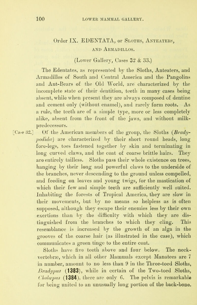 Order IX. EDENTATA, or Sloths, Anteaters, AND Armadillos. (Lower Gallery, Cases 32 & 33.) The Edentates, as represented by the Sloths, Anteaters, and Armadillos of South and Central America and the Pangolins and Ant-Bears of the Old World, are characterized by the incomplete state of their dentition, teeth in many cases being absent, while when present they are always composed of dentine and cement only (without enamel), and rarely form roots. As a rule, the teeth are of a simple type, more or less completely alike, absent from the front of the jaws, and Avithout milk- predecessors. Ca>e o2.] Of the American members of the group, the Sloths (Brady- podidw) are characterized by their short round heads, long fore-legs, toes fastened together by skin and terminating in long curved claws, and the coat of coarse brittle hairs. They are entirely tailless. Sloths pass their whole existence on trees, hanging by their long and powerful claws to the underside of the branches, never descending to the ground unless compelled, and feeding on leaves and young twigs, for the mastication of which their few and simple teeth are sufficiently well suited. Inhabiting the forests of Tropical America, they are slow in their movements, but by no means so helpless as is often supposed, although they escape their enemies less by their own exertions than by the difficulty with which they are dis- tinguished from the branches to which they cling. This resemblance is increased by the growth of an alga in the grooves of the coarse hair (as illustrated in the case), which communicates a green tinge to the entire coat. Sloths have live teeth above and four below. The neck- vertebrse, which in all other Mammals except Manatees are 7 in number, amount to no less than 9 in the Three-toed Sloths, .Bradyjnis (1383), while in certain of the Two-toed Sloths, Cholapus (1384), there are only 6. The pelvis is remarkable for being united to an unusually long portion of the back-bone.