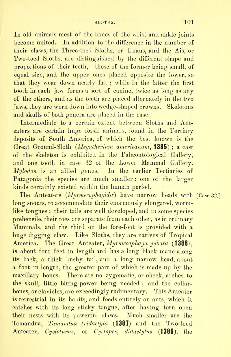 In old animals most of tlie bones ol the wrist and ankle joints become united. In addition to the difference in the number of their claws, the Three-toed Sloths, or Unaus, and the Ais, or Two-toed Sloths, are distinguished by the different shape and proportions of their teeth,—those of the former being small, of equal size^ and the upper ones placed opposite the lower, so that they wear down nearly flat ; while in the latter the first tooth in each jaw forms a sort of canine, twice as long as any of the others, and as the teeth are placed alternately in the two jaws, they are worn down into wedge-shaped crowns. Skeletons and skulls of both genera are placed in the case. Intermediate to a certain extent between Sloths and Ant- eaters are certain huge fossil animals, found in the Tertiary deposits of South America, of which the best known is the Great Ground-Sloth [Megatherium americanum^ 1385) ; a cast of the skeleton is exhibited in the Palfeontological Gallery, and one tooth in case 32 of the Lower Mammal Gallery. Mylodon is an allied genus. In the earlier Tertiaries of Patagonia the species are much smaller : one of the larger kinds certainly existed within the human period. The Anteaters [Myrmecophaguke) have narrow heads with [Case 32. long snouts, to accommodate their enormously elongated, worm- like tongues ; their tails are well developed, and in some species prehensile, their toes are separate from each other, as in ordinary Mammals, and the third on the fore-foot is provided with a huge digging claw. Like Sloths, they are natives of Tropical America. The Great Anteater, Myrmecopliaga juhata (1388), is about four feet in length and has a long black mane along its back, a thick bushy tail, and a long narrow head, about a foot in length, the greater part of which is made up by the maxillary bones. There are no zygomatic, or cheek, arches to the skull, little biting-power being needed ; and the collar- bones, or clavicles, are exceedingly rudimentary. This Anteater is terrestrial in its habits, and feeds entirely on ants, which it catches with its long sticky tongue, after having torn open their nests with its powerful claws. Much smaller are the Tamandua, Tamar^dua tridactyla (1387) and the Two-toed Anteater, Cycloturus, or Cyclopes, didactylus (1386), the