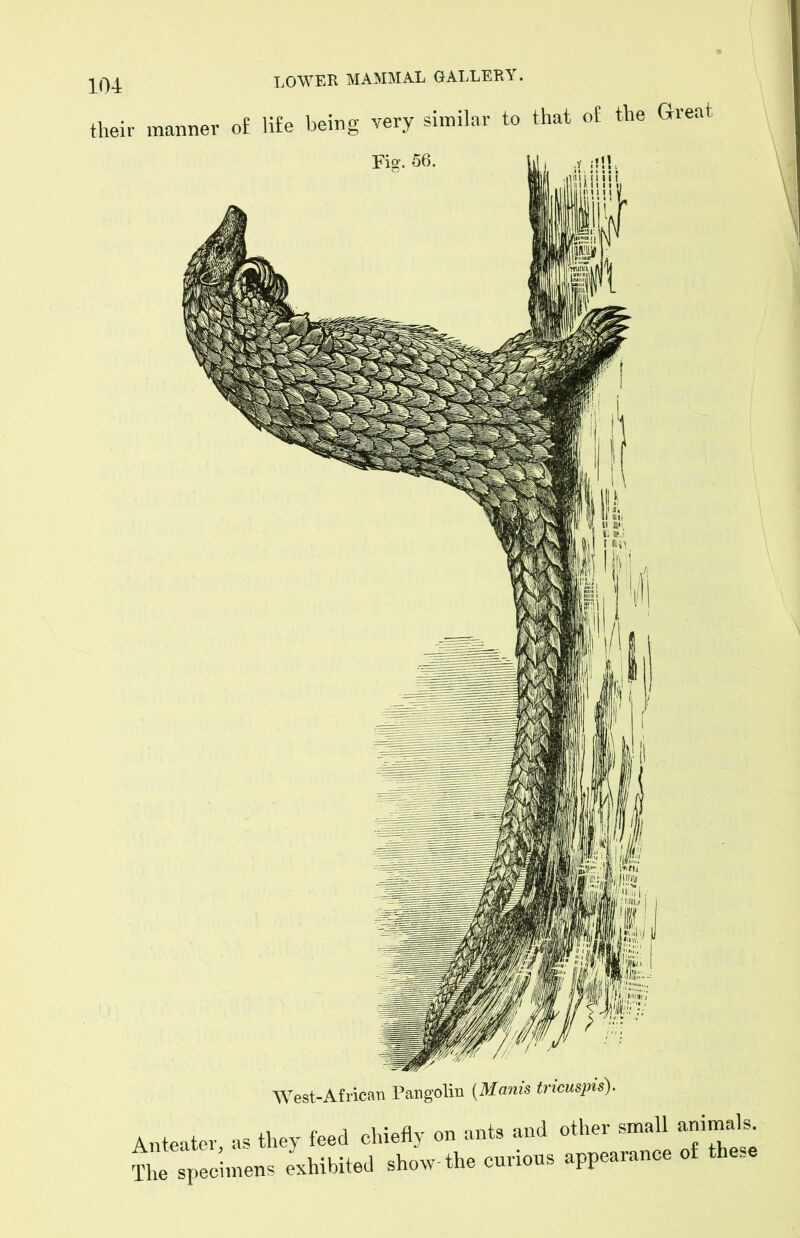 their manner o£ li£e being very similar to that o£ the Great Fio’. 56. West-African Pangolin {Mams tncuspis). Anteater, as they feed chiefly on ants and other small animals The specimens Exhibited show-the curious appearance o£ these