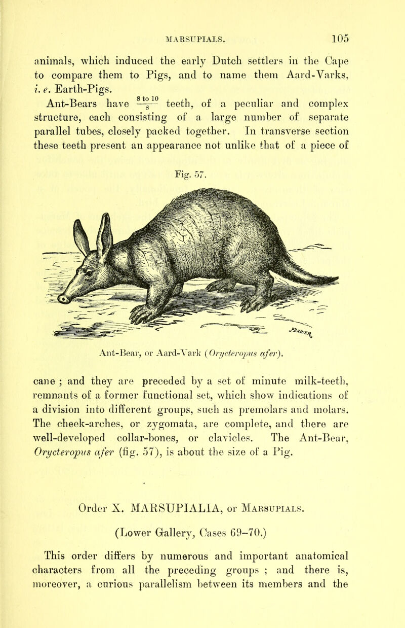 animals, which induced the early Dutch settlers in the Gape to compare them to Pigs, and to name them Aard-Varks, i. e. Earth-Pigs. Ant-Bears have teeth, of a peculiar and complex structure, each consisting of a large number of separate parallel tubes, closely packed together. In transverse section these teeth present an appearance not unlike that of a piece of Ant-I3eai', or AardA'arlv (On/cteropvs afer). cane ; and they are preceded by a set of minute milk-teetli, remnants of a former functional set, which show indications of a division into different groups, such as premolars and molars. The cheek-arches, or zygomata, are complete, and there are well-developed collar-bones, or clavicles. The Ant-Bear, Orycteropiis afer (fig. 57), is about the size of a Pig. Order X. MARSUPIALIA, or Marsupials. (Lower Gallery, (kses 69-70.) This order differs by numerous and important anatomical characters from all the preceding groups ; and there is, moreover, a curious parallelism between its members and the