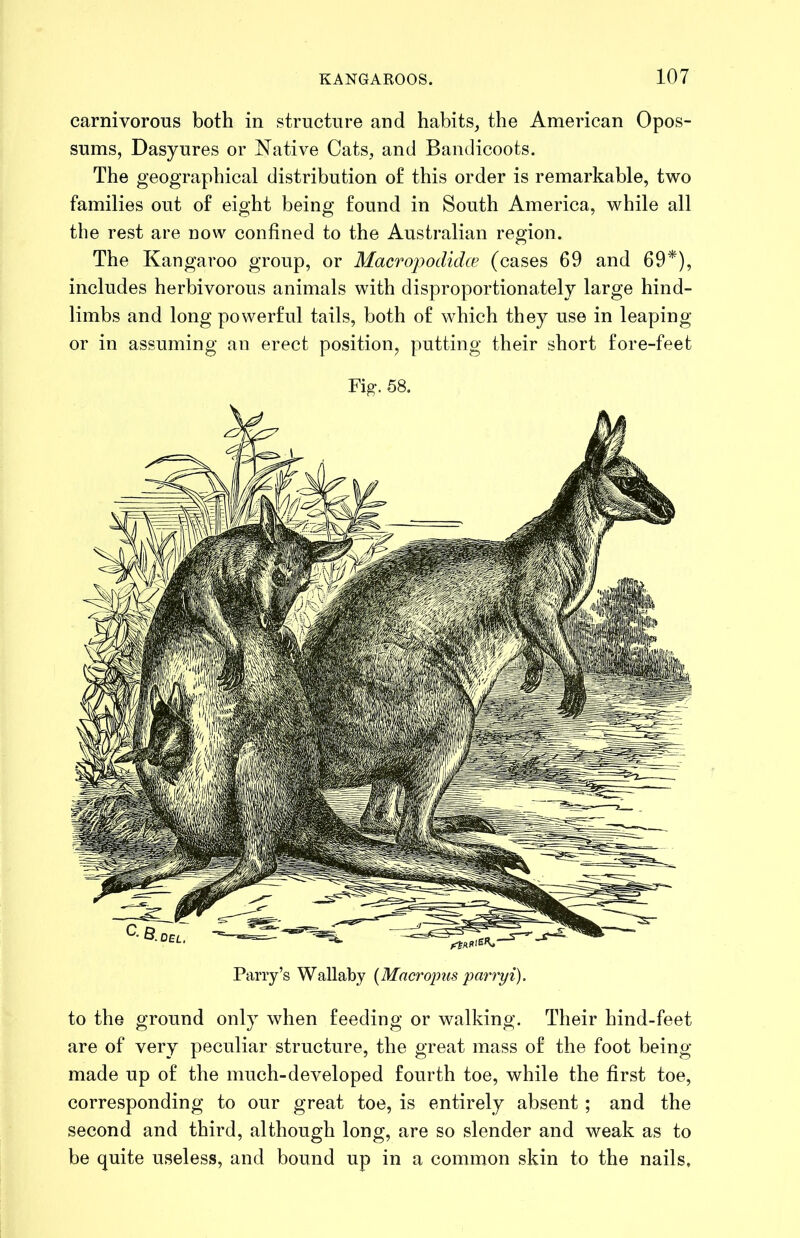 carnivorous both in structure and habits^ the American Opos- sums, Dasyures or Native Cats, and Bandicoots. The geographical distribution of this order is remarkable, two families out of eight being found in South America, while all the rest are now confined to the Australian region. The Kangaroo group, or Macropodidce (cases 69 and 69*), includes herbivorous animals with disproportionately large hind- limbs and long powerful tails, both of which they use in leaping or in assuming an erect position, putting their short fore-feet Fig-. 58. Parry’s Wallaby {Macropus parryi). to the ground only when feeding or walking. Their hind-feet are of very peculiar structure, the great mass of the foot being- made up of the much-developed fourth toe, while the first toe, corresponding to our great toe, is entirely absent ; and the second and third, although long, are so slender and weak as to be quite useless, and bound up in a common skin to the nails.