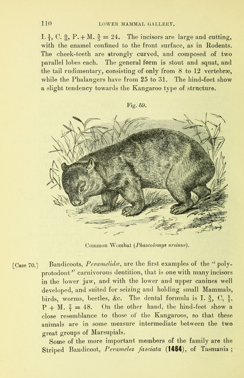 I. C. §5 P. + M. f = 24. The incisors are large and cutting, with the enamel confined to the front surface, as in Rodents. The cheek-teeth are strongly curved, and composed of two parallel lobes each. The general form is stout and squat, and the tail rudimentary, consisting of only from 8 to 12 vertebrse, while the Phalangers have from 25 to 31. The hind-feet show a slight tendency towards the Kangaroo type of structure. Fig. 69. Coninion Wombat {Phascolomys ursinus). [Case 70.] Bandicoots, Peramelidce, are the first examples of the poly- protodont^’ carnivorous dentition, that is one with many incisors in the lower jaw, and with the lower and upper canines well developed, and suited for seizing and holding small Mammals, birds, worms, beetles, &c. The dental formula is I. f, C, ], P -f M. f = 48. On the other hand, the hind-feet show a close resemblance to those of the Kangaroos, so that these animals are in some measure intermediate between the two great groups of Marsupials. Some of the more important members of the family are the Striped Bandicoot, Perameles fasciata (1464), of Tasmania ;