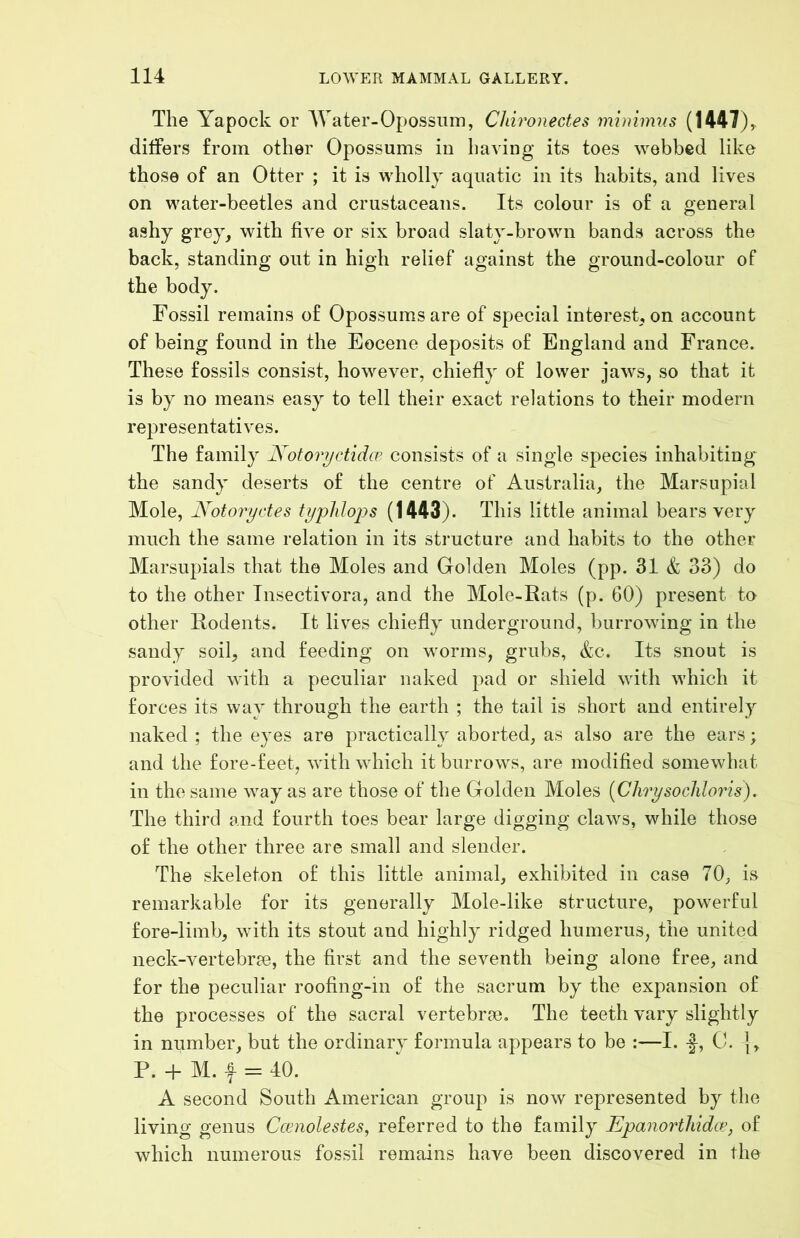 The Yapock or AVater-Opossum, Chironectes mimnms (1447),- ditfers from other Opossums in having its toes webbed like those of an Otter ; it is wholly aquatic in its habits, and lives on water-beetles and crustaceans. Its colour is of a general ashy grey, with five or six broad slaty-brown bands across the back, standing out in high relief against the ground-colour of the body. Fossil remains of Opossums are of special interest, on account of being found in the Eocene deposits of England and France. These fossils consist, however, chiefly of lower jaws, so that it is by no means easy to tell their exact relations to their modern representatives. The family Kotovyctidcv consists of a single species inhabiting the sandy deserts of the centre of Australia, the Marsupial Mole, Notoryctes typlilops (1443). This little animal bears very much the same relation in its structure and habits to the other Marsupials that the Moles and Golden Moles (pp. 31 & 33) do to the other Tnsectivora, and the Mole-Rats (p. 60) present to other Rodents. It lives chiefly underground, burrowing in the sandy soil, and feeding on worms, grubs, &c. Its snout is provided with a peculiar naked pad or shield with which it forces its way through the earth ; the tail is short and entirely naked ; the eyes are practically aborted, as also are the ears; and the fore-feet, with which it burrows, are modified somewhat in the same way as are those of the Golden Moles {Chrysocliloris). The third and fourth toes bear large digging claws, while those of the other three are small and slender. The skeleton of this little animal, exhibited in case 70, is remarkable for its generally Mole-like structure, powerful fore-limb, with its stout and highly ridged humerus, the united neck-vertebrae, the first and the seventh being alone free, and for the peculiar roofing-in of the sacrum by the expansion of the processes of the sacral vertebrae. The teeth vary slightly in number, but the ordinary formula appears to be :—I. f, 0. {, P. -b M. f = 40. A second South American group is now represented by the living genus Ccenolestes, referred to the family Epanorthidcv, of which numerous fossil remains have been discovered in the