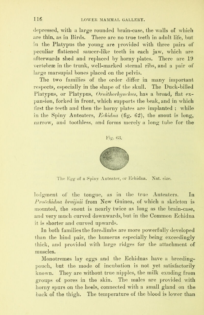 depressed, with a large rounded brain-case, the walls of which are thin, as in Birds. There are no true teeth in adult life, but in the Platypus the young are provided with three pairs of peculiar flattened saucer-like teeth in each jaw, which are afterwards shed and replaced by horny plates. There are 19 vertebrae in the trunk, well-marked sternal ribs, and a pair of large marsupial bones placed on the pelvis. The two families of the order differ in many important respects, especially in the shape of the skull. The Duck-billed Platypus, or Platypus, O^mitliorliyiivlius, has a broad, flat ex- pansion, forked in front, which supports the beak, and in which first the teeth and then the horny plates are implanted ; while in the Spiny Anteaters, Eclridna (fig. 62), the snout is long, narrow, and toothless, and forms merely a long tube for the 'Die of a Jspiny Anteater, oi- l^'chidna, Nat. .size. lodgment of the tongue, as in the true Anteaters. In Proealddna hruijmi from New Guinea, of which a skeleton is mounted, the snout is nearly twice as long as the brain-case, and very much curved downwards, but in the Common Echidna it is shorter and curved upwards. In both families the fore-limbs are more powerfully developed than the hind pair, the humerus especially being exceedingly thick, and provided with large ridges for the attachment of muscles. Monotremes lay eggs and the Echidnas have a breeding- pouch, but the mode of incubation is not yet satisfactorily known. They are without true nipples, the milk exuding from groups of pores in the skin. The males are provided with horny spurs on the heels, connected with a small gland on the back of the thigh. The temperature of the blood is lower than