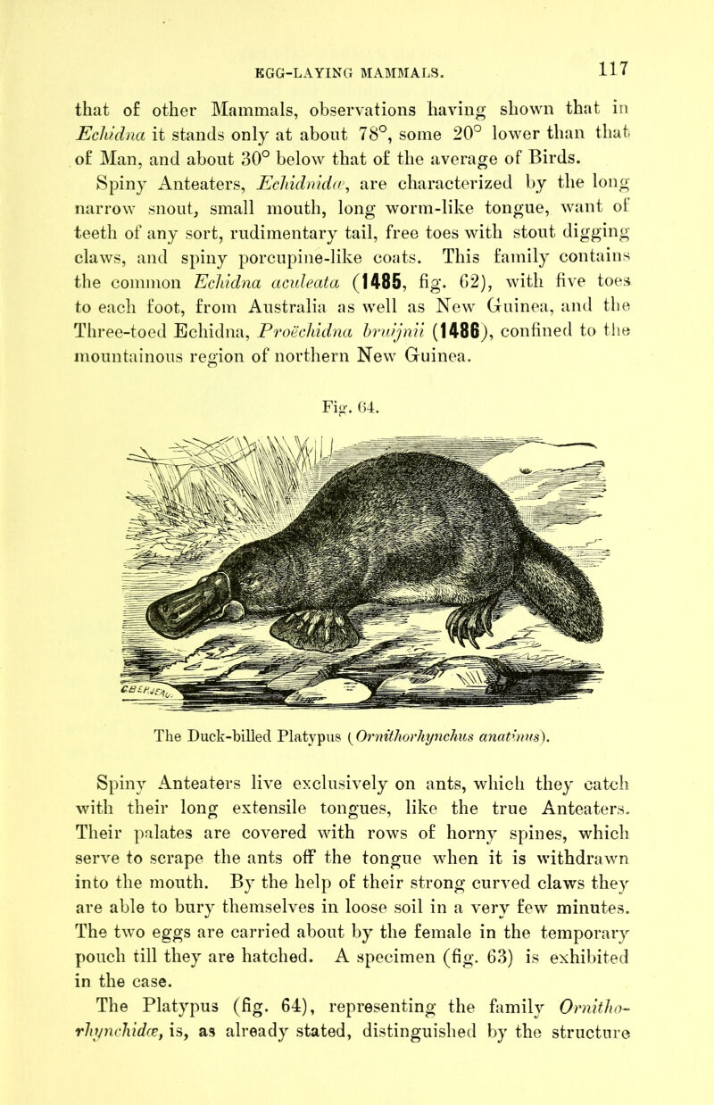 that of other Mammals, observations having shown that in Echidna it stands only at about 78°, some 20° lower than that of Man, and about 30° below that of the average of Birds. Spiny Anteaters, Ecliidnida’, are characterized by the long narrow snout, small mouth, long worm-like tongue, want of teeth of any sort, rudimentary tail, free toes with stout digging- claws, and spiny porcupine-like coats. This family contains the common Echidna aculeata (1485, fig. G2), with five toes to each foot, from Australia as well as New Guinea, and the Three-toed Echidna, Proechidna hruijnii (1486), confined to the mountainous region of northern New Guinea. Fig’. 04. The Duck-hilled Platypus {OrnitJiorhynchus anatinus). Spiny Anteaters live exclusively on ants, which they catch with their long extensile tongues, like the true Anteaters. Their palates are covered with rows of horny spines, which serve to scrape the ants off the tongue when it is withdrawn into the mouth. By the help of their strong curved claws they are able to bury themselves in loose soil in a very few minutes. The two eggs are carried about by the female in the temporary pouch till they are hatched. A specimen (fig. 63) is exhibited in the case. The Platypus (fig. 64), representing the fiimily Ornitho-^ rlipichidre, is, as already stated, distinguished by the structure