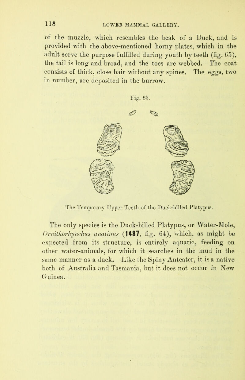 ns of the muzzle, which resembles the beak of a Duck, and is provided with the above-mentioned horny plates, which in the adult serve the purpose fulfilled during youth by teeth (fig. 65), the tail is long and broad, and the toes are webbed. The coat consists of thick, close hair without any spines. The eggs, two in number, are deposited in the burrow. Fig'. 6o. The Temporary Upper Teeth of the Duck-billed Platypus. The only species is the Duck-billed Platypus, or Water-Mole, Ornithorhjnclius anatimis (1487, fig. 64), which, as might be expected from its structure, is entirely aquatic, feeding on other water-animals, for which it searches in the mud in the same manner as a duck. Like the Spiny Anteater, it is a native both of Australia and Tasmania, but it does not occur in New Guinea.