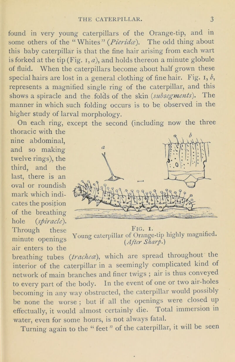 found in very young caterpillars of the Orange-tip, and in some others of the “ Whites ” (Pieridce). The odd thing about this baby caterpillar is that the fine hair arising from each wart is forked at the tip (Fig. i, a), and holds thereon a minute globule of fluid. When the caterpillars become about half grown these special hairs are lost in a general clothing of fine hair. Fig. I, b, represents a magnified single ring of the caterpillar, and this shows a spiracle and the folds of the skin (subsegments). The manner in which such folding occurs is to be observed in the higher study of larval morphology. On each ring, except the second (including now the three thoracic with the nine abdominal, and so making twelve rings), the third, and the last, there is an oval or roundish mark which indi- cates the position of the breathing hole {spiracle). Through these minute openings air enters to the breathing tubes {trachccs), which are spread throughout the interior of the caterpillar in a seemingly complicated kind of network of main branches and finer twigs ; air is thus conveyed to every part of the body. In the event of one or two aii-holes becoming in any way obstructed, the caterpillar would possibly be none the worse ; but if all the openings were closed up effectually, it would almost certainly die. lotal immeision in water, even for some hours, is not always fatal. Turning again to the “ feet ” of the caterpillar, it will be seen Fig. i. Young caterpillar of Orange-tip highly magnified. {After Sharp.)