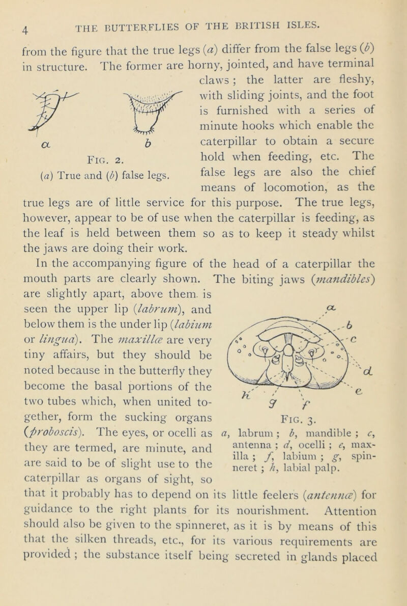 from the figure that the true legs (a) differ from the false legs (Z)) in structure. The former are horny, jointed, and ha\e terminal claws; the latter are fleshy, with sliding joints, and the foot is furnished with a series of minute hooks which enable the caterpillar to obtain a secure hold when feeding, etc. The false legs are also the chief means of locomotion, as the true legs are of little service for this purpose. The true legs, however, appear to be of use when the caterpillar is feeding, as the leaf is held between them so as to keep it steady whilst the jaws are doing their work. In the accompanying figure of the head of a caterpillar the mouth parts are clearly shown. The biting jaws (mandibles) are slightly apart, above them, is seen the upper lip (labrum), and below them is the under lip (labium or lingua). The maxilla’ are very tiny affairs, but they should be noted because in the butterfly they become the basal portions of the two tubes which, when united to- gether, form the sucking organs (proboscis). The eyes, or ocelli as they are termed, are minute, and are said to be of slight use to the caterpillar as organs of sight, so that it probably has to depend on its little feelers (antennee) for guidance to the right plants for its nourishment. Attention should also be given to the spinneret, as it is by means of this that the silken threads, etc., for its various requirements are provided ; the substance itself being secreted in glands placed a, labrum ; b, mandible ; c, antenna ; d, ocelli ; e, max- illa ; f, labium ; g, spin- neret ; h, labial palp.