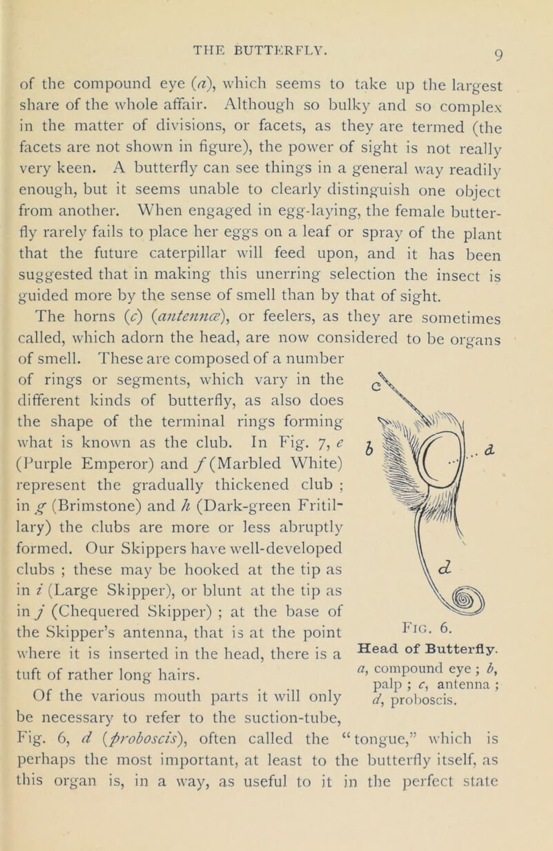 of the compound eye (a), which seems to take up the largest share of the whole affair. Although so bulky and so complex in the matter of divisions, or facets, as they are termed (the facets are not shown in figure), the power of sight is not really very keen. A butterfly can see things in a general way readily enough, but it seems unable to clearly distinguish one object from another. When engaged in egg-laying, the female butter- fly rarely fails to place her eggs on a leaf or spray of the plant that the future caterpillar will feed upon, and it has been suggested that in making this unerring selection the insect is guided more by the sense of smell than by that of sight. The horns (c) (antenna), or feelers, as they are sometimes called, which adorn the head, are now considered to be organs of smell. These are composed of a number of rings or segments, which vary in the different kinds of butterfly, as also does the shape of the terminal rings forming what is known as the club. In Fig. 7, e (Purple Emperor) and f (Marbled White) represent the gradually thickened club ; in g (Brimstone) and h (Dark-green Fritil- lary) the clubs are more or less abruptly formed. Our Skippers have well-developed clubs ; these may be hooked at the tip as in i (Large Skipper), or blunt at the tip as in j (Chequered Skipper) ; at the base of the Skipper’s antenna, that is at the point where it is inserted in the head, there is a Head of Butterfly, tuft of rather long hairs. a’ co™Poun(l eYe ; t’* Of the various mouth parts it will only d, proboscis, be necessary to refer to the suction-tube, Fig. 6, d (proboscis), often called the “tongue,” which is perhaps the most important, at least to the butterfly itself, as this organ is, in a way, as useful to it in the perfect state