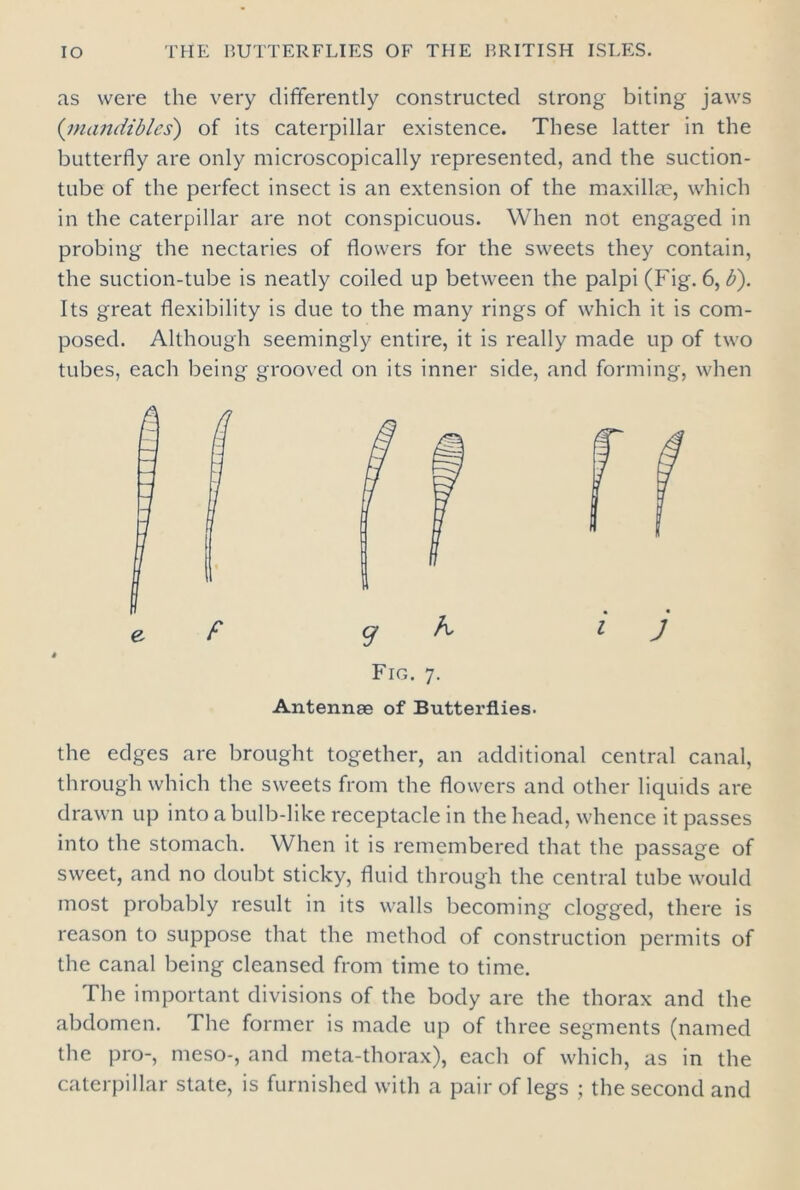 as were the very differently constructed strong biting jaws ('mandibles) of its caterpillar existence. These latter in the butterfly are only microscopically represented, and the suction- tube of the perfect insect is an extension of the maxillae, which in the caterpillar are not conspicuous. When not engaged in probing the nectaries of flowers for the sweets they contain, the suction-tube is neatly coiled up between the palpi (Fig. 6, U). Its great flexibility is due to the many rings of which it is com- posed. Although seemingly entire, it is really made up of two tubes, each being grooved on its inner side, and forming, when Fig. 7. Antennae of Butterflies. the edges are brought together, an additional central canal, through which the sweets from the flowers and other liquids are drawn up into a bulb-like receptacle in the head, whence it passes into the stomach. When it is remembered that the passage of sweet, and no doubt sticky, fluid through the central tube would most probably result in its walls becoming clogged, there is reason to suppose that the method of construction permits of the canal being cleansed from time to time. The important divisions of the body are the thorax and the abdomen. I he former is made up of three segments (named the pro-, meso-, and meta-thorax), each of which, as in the caterpillar state, is furnished with a pair of legs ; the second and