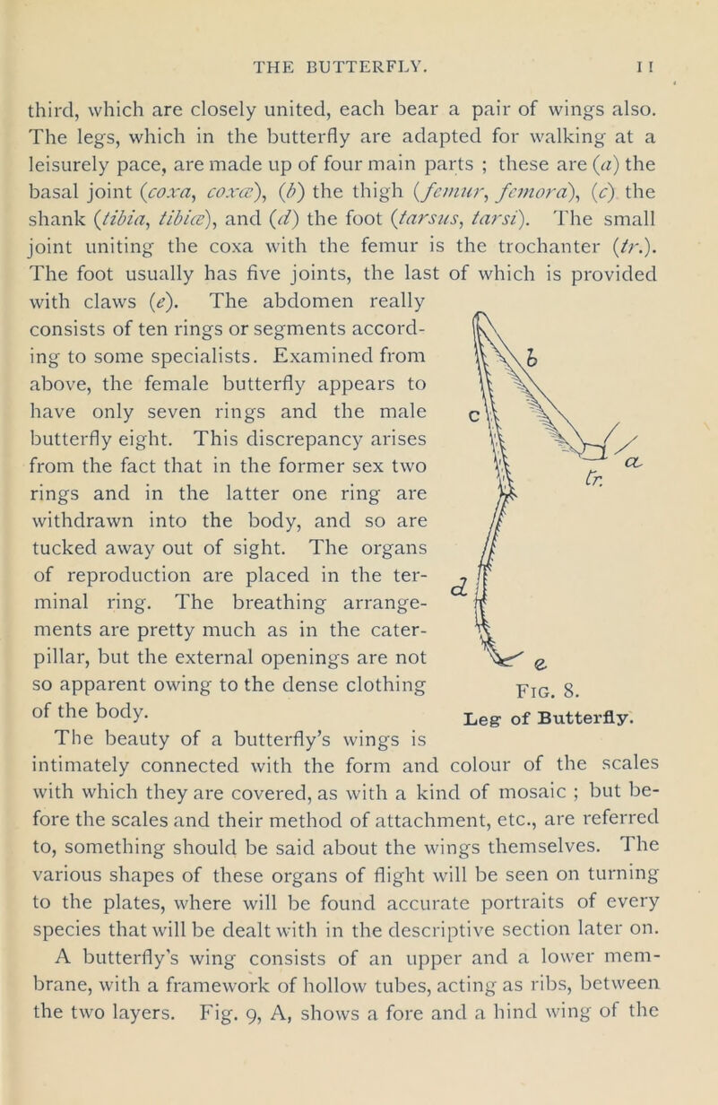 third, which are closely united, each bear a pair of wings also. The legs, which in the butterfly are adapted for walking at a leisurely pace, are made up of four main parts ; these are (a) the basal joint (coxa, coxes), (b) the thigh (femur, femora), (c) the shank (tibia, tibia), and (d) the foot (tarsus, tarsi). The small joint uniting the coxa with the femur is the trochanter (tr.). The foot usually has five joints, the last of which is provided with claws (e). The abdomen really consists of ten rings or segments accord- ing to some specialists. Examined from above, the female butterfly appears to have only seven rings and the male butterfly eight. This discrepancy arises from the fact that in the former sex two rings and in the latter one ring are withdrawn into the body, and so are tucked away out of sight. The organs of reproduction are placed in the ter- minal ring. The breathing arrange- ments are pretty much as in the cater- pillar, but the external openings are not so apparent owing to the dense clothing of the body. The beauty of a butterfly’s wings is intimately connected with the form and colour of the scales with which they are covered, as with a kind of mosaic ; but be- fore the scales and their method of attachment, etc., are referred to, something should be said about the wings themselves. 1 he various shapes of these organs of flight will be seen on turning to the plates, where will be found accurate portraits of every species that will be dealt with in the descriptive section later on. A butterfly's wing consists of an upper and a lower mem- brane, with a framework of hollow tubes, acting as ribs, between the two layers. Fig. 9, A, shows a fore and a hind wing of the Leg- of Butterfly.